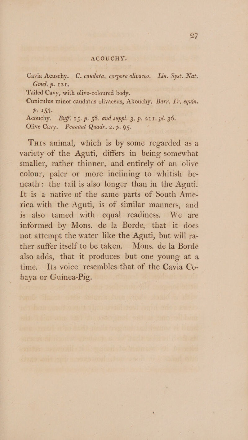 ACOUCHY. Cavia Acuschy. C. caudata, corpore olvvaceo. Lan, Syst. Nat. Gmel. p. 121. Tailed Cavy, with olive-coloured body. Cuniculus minor caudatus olivaceus, Akouchy. Barr, Fr. equin. P- 153. Acouchy. Buff. 15. p. 58. and suppl. 3. p. 211. pl. 36. Olive Cavy. Pennant Quadr. 2. p. 95. Tuis animal, which is by some regarded as a variety of the Aguti, differs in being somewhat smaller, rather thinner, and entirely of an olive colour, paler or more inclining to whitish be- neath: the tail is also longer than in the Aguti. It is a native of the same parts of South Ame- rica with the Aguti, is of similar manners, and is also tamed with equal readiness. We are informed by Mons. de la Borde, that it does not attempt the water like the Aguti, but will ra- ther suffer itself to be taken. Mons. de la Borde also adds, that it produces but one young at a time. Its voice resembles that of the Cavia Co- baya or Guinea-Pig.