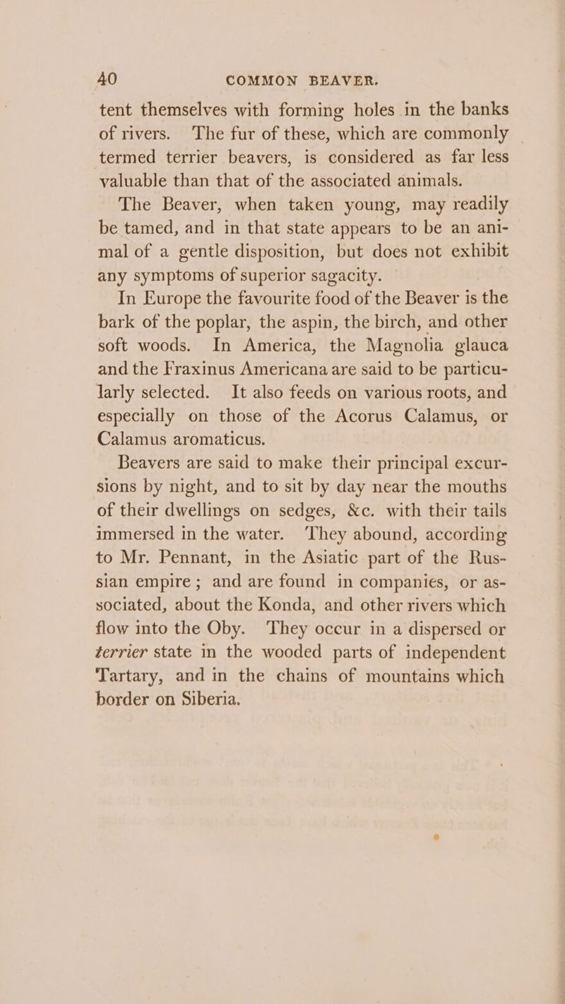 tent themselves with forming holes in the banks of rivers. The fur of these, which are commonly termed terrier beavers, is considered as far less valuable than that of the associated animals. The Beaver, when taken young, may readily be tamed, and in that state appears to be an ani- mal of a gentle disposition, but does not exhibit any symptoms of superior sagacity. In Europe the favourite food of the Beaver is the bark of the poplar, the aspin, the birch, and other soft woods. In America, the Magnolia glauca and the Fraxinus Americana are said to be particu- larly selected. It also feeds on various roots, and especially on those of the Acorus Calamus, or Calamus aromaticus. Beavers are said to make their principal excur- sions by night, and to sit by day near the mouths of their dwellings on sedges, &amp;c. with their tails immersed in the water. ‘They abound, according to Mr. Pennant, in the Asiatic part of the Rus- sian empire ; and are found in companies, or as- sociated, about the Konda, and other rivers which flow into the Oby. They occur in a dispersed or terrier state in the wooded parts of independent Tartary, and in the chains of mountains which border on Siberia.