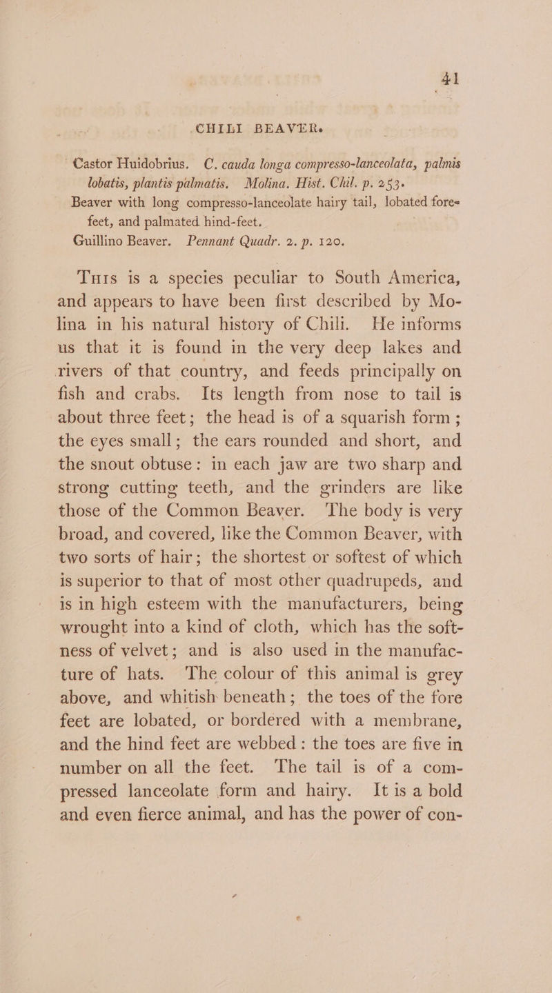 CHILI BEAVER. Castor Huidobrius. C. cauda longa compresso-lanceolata, palmis lobatis, plantis palmatis. Molina. Hist. Chil. p. 253+ Beaver with long compresso-lanceolate hairy tail, lobated foree feet, and palmated hind-feet. Guillino Beaver. Pennant Quadr. 2. p. 120. Tris is a species peculiar to South America, and appears to have been first described by Mo- lina in his natural history of Chili. He imforms us that it is found in the very deep lakes and rivers of that country, and feeds principally on fish and crabs. Its length from nose to tail is about three feet; the head is of a squarish form ; the eyes small; the ears rounded and short, and the snout obtuse: in each jaw are two sharp and strong cutting teeth, and the grinders are like those of the Common Beaver. The body is very broad, and covered, like the Common Beaver, with two sorts of hair; the shortest or softest of which is superior to that of most other quadrupeds, and is in high esteem with the manufacturers, being wrought into a kind of cloth, which has the soft- ness of velvet; and is also used in the manufac- ture of hats. The colour of this animal is grey above, and whitish beneath; the toes of the fore feet are lobated, or bordered with a membrane, and the hind feet are webbed : the toes are five in number on all the feet. The tail is of a com- pressed lanceolate form and hairy. It is a bold and even fierce animal, and has the power of con-