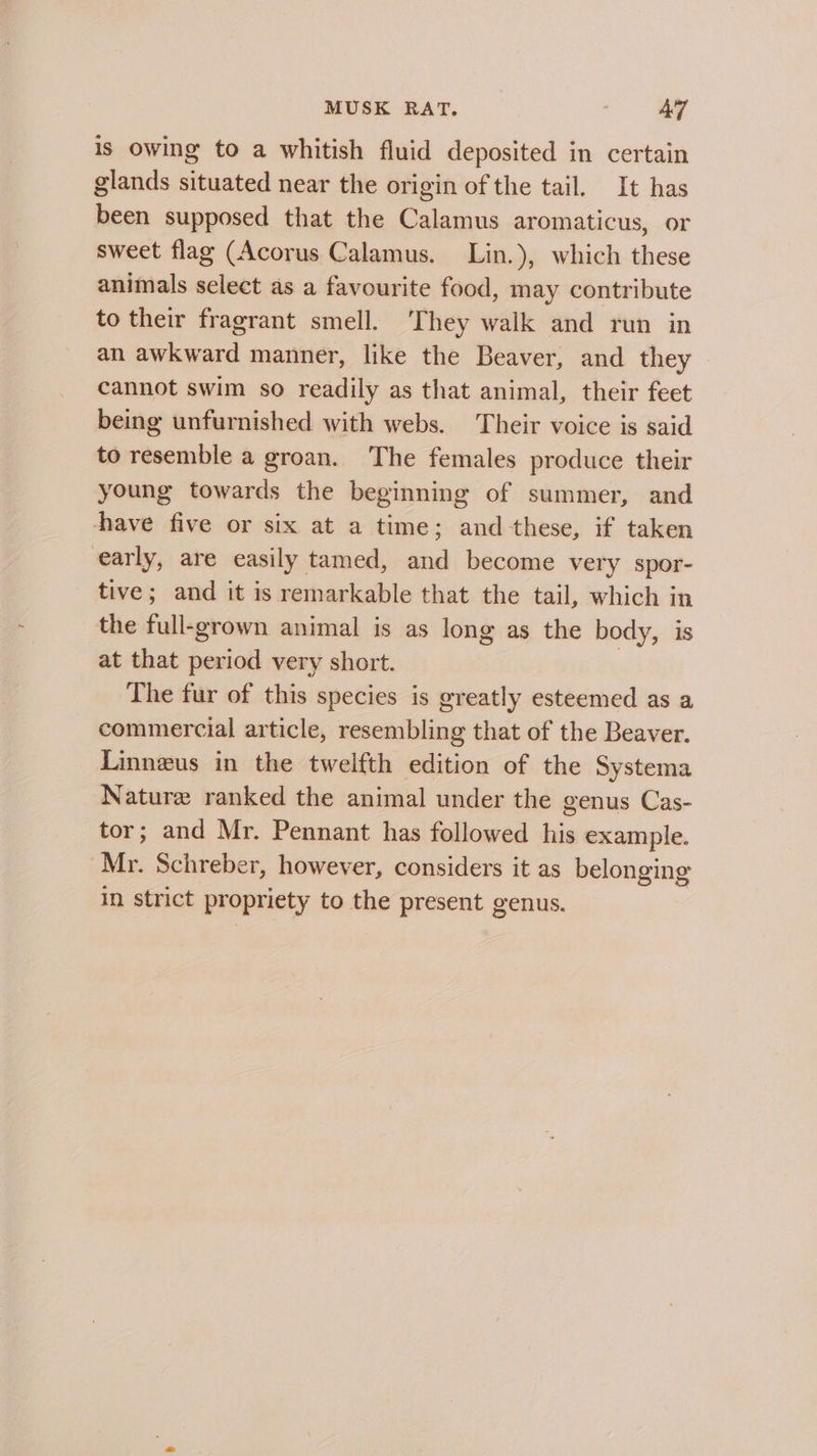 is Owing to a whitish fluid deposited in certain glands situated near the origin of the tail. It has been supposed that the Calamus aromaticus, or sweet flag (Acorus Calamus. Lin.), which these animals select as a favourite food, may contribute to their fragrant smell. ‘They walk and run in an awkward manner, like the Beaver, and they cannot swim so readily as that animal, their feet being unfurnished with webs. Their voice is said to resemble a groan. The females produce their young towards the beginning of summer, and have five or six at a time; and these, if taken early, are easily tamed, and become very spor- tive; and it is remarkable that the tail, which in the Falcons animal is as long as the body, is at that period very short. The fur of this species is greatly esteemed as a commercial article, resembling that of the Beaver. Linneus in the twelfth edition of the Systema Nature ranked the animal under the genus Cas- tor; and Mr. Pennant has followed his example. Mr. Schreber, however, considers it as belonging in strict propriety to the present genus.