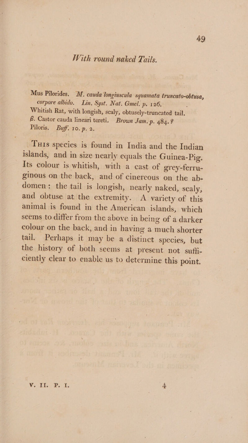 With round naked Tails. Mus Pilorides. M. cauda longiuscula squamata truncato-obtusa, corpore albido. Tin, Syst. Nat. Gmel. p. 126. Whitish Rat, with longish, scaly, obtusely-truncated tail. 8. Castor cauda lineari tereti. Brown Jam. p. 484. ? Piloris. Buff. 10. p. 2. Tuts species is found in India and the Indian islands, and in size nearly equals the Guinea-Pig. Its colour is whitish, with a cast of grey-ferru- ginous on the back, and of cinereous on the ab- -domen: the tail is longish, nearly naked, scaly, and obtuse at the extremity. A variety of this animal is found in the American islands, which seems to differ from the above in being of a darker colour on the back, and in having a much shorter tail, Perhaps it may be a distinct species, but the history of both seems at present not suffi- ciently clear to enable us to determine this point. V. Fi #1, 4: