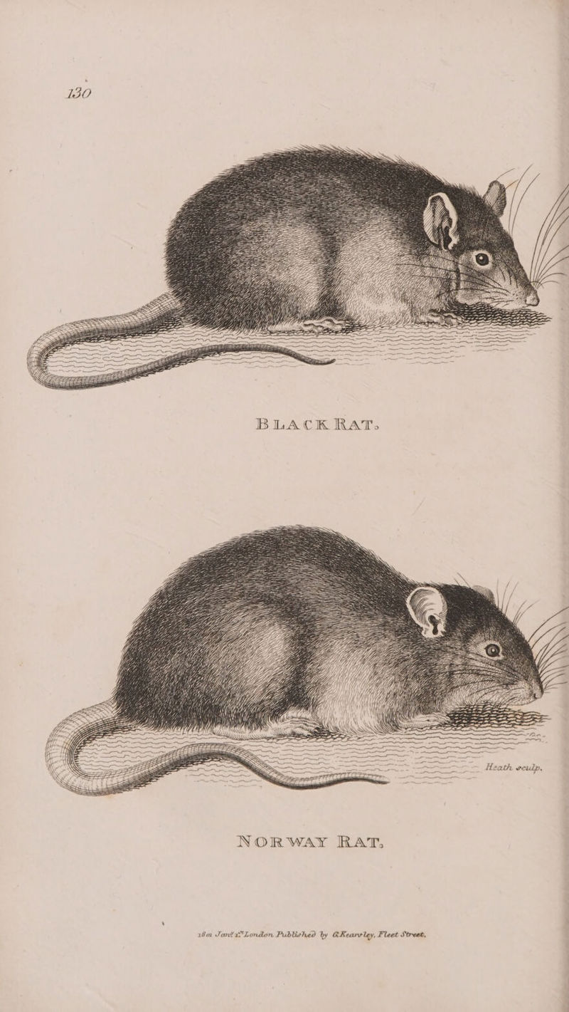 Yi GNM YT (Me BLACK RAT, 180 Jan a*London Published by GKearsley, Fleet Street.