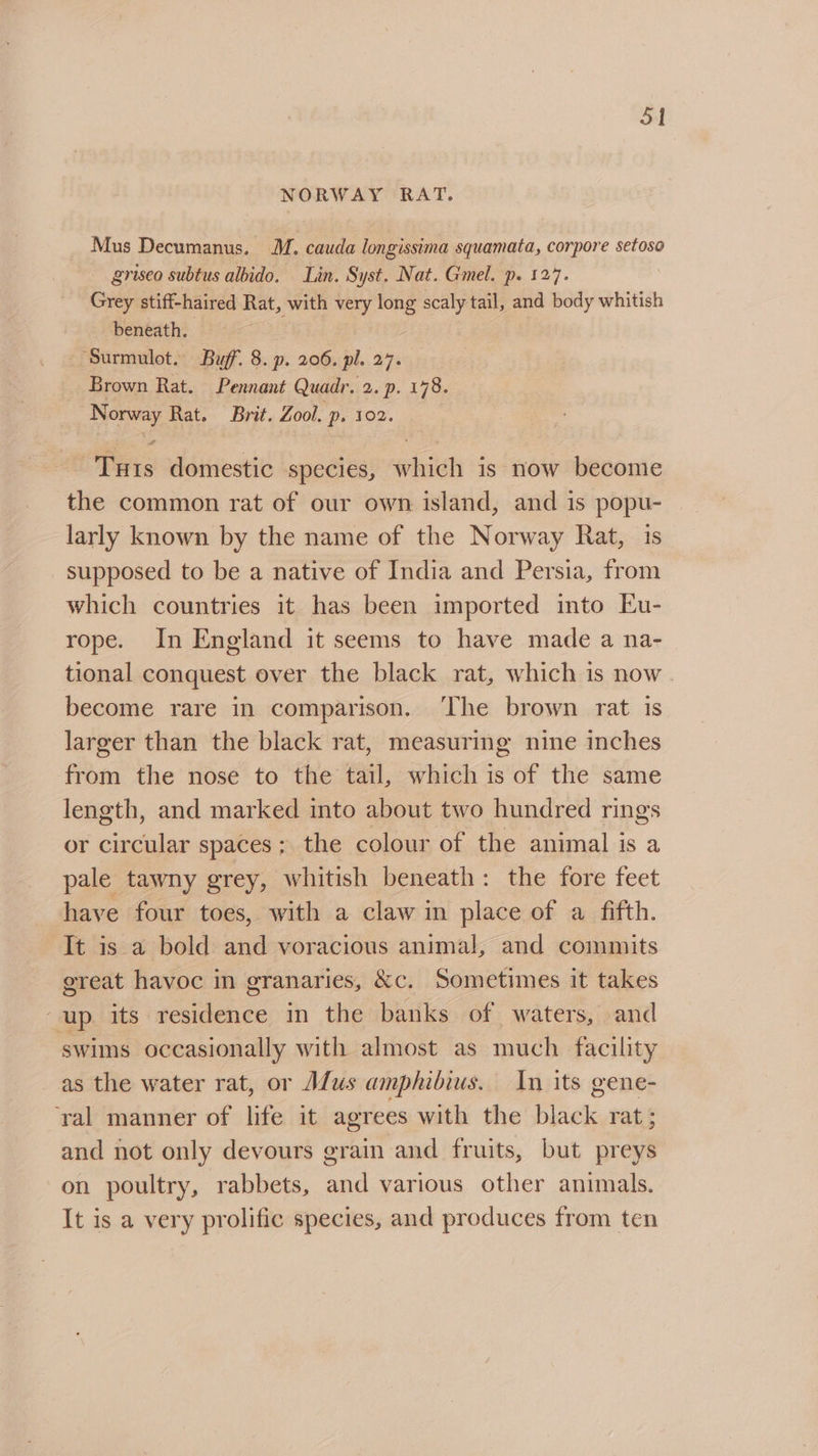 | NORWAY RAT. Mus Decumanus. M. cauda longissima squamata, corpore setoso griseo subtus albido. Lin. Syst. Nat. Gmel. p. 127. Grey stiff-haired Rat, with very long scaly tail, and body whitish beneath. ‘Surmulot. Buff. 8. p. 206. pl. 27. Brown Rat. Pennant Quadr. 2. p. 178. Norway Rat. Brit. Zool. p. 102. « 2 - Tuts domestic species, which is now become the common rat of our own island, and is popu- larly known by the name of the Norway Rat, 1s supposed to be a native of India and Persia, from which countries it has been imported mto Eu- rope. In England it seems to have made a na- tional conquest over the black rat, which is now. become rare in comparison. ‘The brown rat is larger than the black rat, measuring nine inches from the nose to the tail, which is of the same length, and marked into about two hundred rings or circular spaces; the colour of the animal is a pale tawny grey, whitish beneath: the fore feet have four toes, with a claw in place of a fifth. It is a bold and voracious animal, and commits great havoc in granaries, &amp;c. Sometimes it takes “up its residence in the banks of waters, and ‘swims occasionally with almost as much facility as the water rat, or Afus amphibius. In its gene- ral manner of life it agrees with the black rat; and not only devours grain and fruits, but preys on poultry, rabbets, and various other animals. It is a very prolific species, and produces from ten