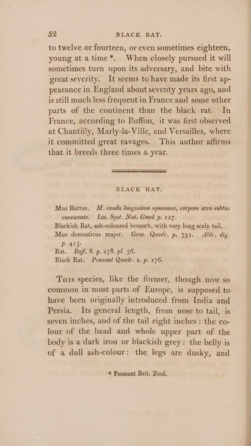 §2 ) BLACK RAT. to twelve or fourteen, or even sometimes eighteen, young at a time*. When closely pursued it will sometimes turn upon its adversary, and bite with great severity. It seems to have made its first ap- pearance in England about seventy years ago, and is still much less frequent in France and some other parts of the continent than the black rat. In France, according to Buffon, it was first observed at Chantilly, Marly-la- Ville, and Versailles, where it committed great ravages. ‘This author affirms that it breeds three times a year. BLACK RAT. Mus Rattus. M. cauda longissima syuamosa, corpore atro subtus canescente. Lin. Syst. Nat. Gmel. p. 127. Blackish Rat, ash-coloured beneath, with very long scaly tail. Mus domesticus major. Gesn. Quadr, p. 731. Aldr. diz. Dp. 415. Rat. Buff. 8. p. 278. pl. 36. Black Rat. Pennant Quadr. 2. p. 176. Tus species, like the former, though now so common in most parts of Europe, is supposed to have been originally introduced from India and Persia. Its general length, from nose to tail, is seven inches, and of the tail eight inches : the co- lour of the head and whole upper part of the body is a dark iron or blackish grey: the belly is of a dull ash-colour: the legs are dusky, and * Pennant Brit. Zool.