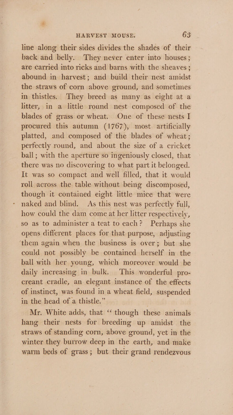 line along their sides divides the shades of their back and belly. They never enter into houses ; are carried into ricks and barns with the sheaves ; abound in harvest; and build their nest amidst the straws of corn above ground, and sometimes in thistles. They breed as many as eight at a litter, in a little round nest composed of the blades of grass or wheat. One of these nests I procured this autumn (1767), most. artificially platted, and composed of the blades of wheat ; perfectly round, and about the size of a cricket ball; with the aperture so ingeniously closed, that there was no discovering to what part it belonged. It was so compact and well filled, that it would roll across the table without being discomposed, though it contained eight little mice that were naked and blind. As this nest was perfectly full, how could the dam come at her litter respectively, so as to administer a teat to each? Perhaps she opens different places for that purpose, adjusting ‘them again when the business is over; but she could not possibly be contained herself in the ball with her young, which moreover would be daily increasing in bulk. ‘This wonderful pro- creant cradle, an elegant instance of the effects of instinct, was found in a wheat field, suspended in the head of a thistle.” Mr. White adds, that ‘‘ though these animals hang their nests for breeding up amidst the straws of standing corn, above ground, yet in the winter they burrow deep in the earth, and make warm beds of grass; but their grand rendezvous