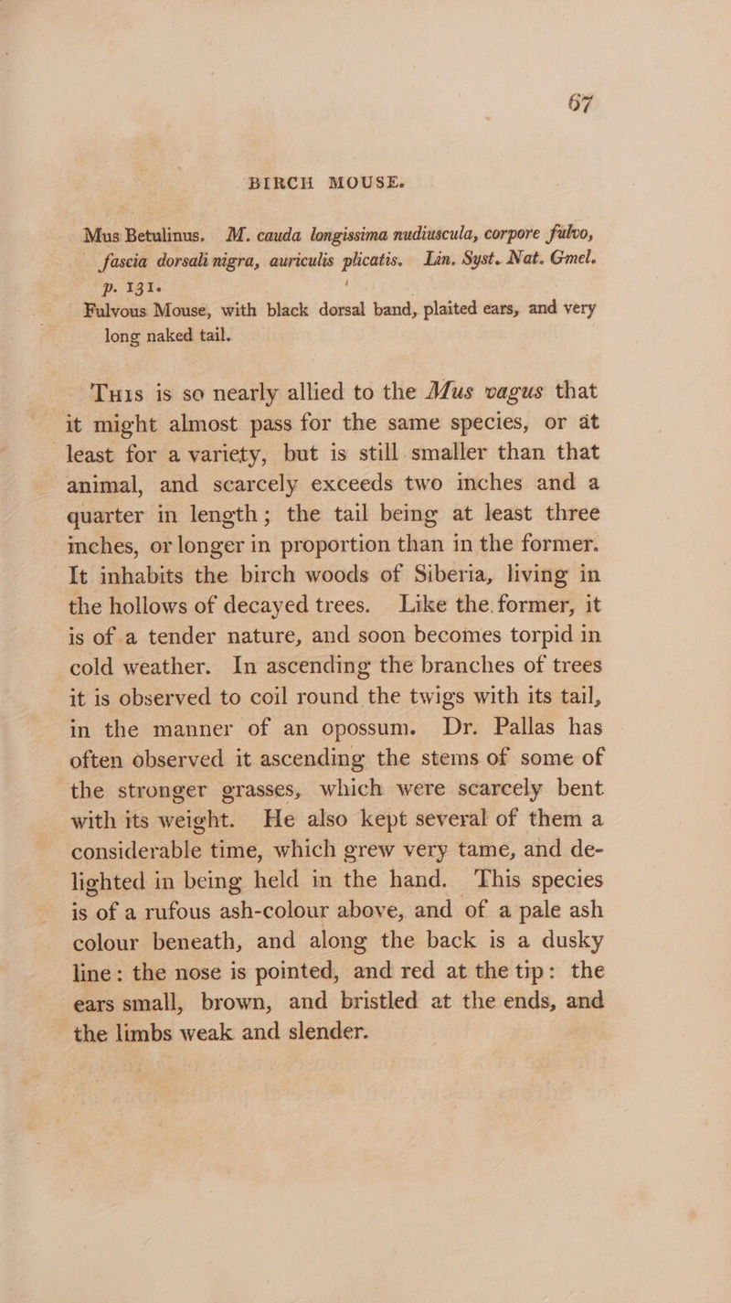 BIRCH MOUSE. Mus Betulinus. MM. cauda longissima nudiuscula, corpore fulvo, fascia dorsal nigra, auriculis gees Lin. Syst. Nat. Gmel. p. 1316 Fulvous Mouse, with black dorsal band, plaited ears, and very long naked tail. Tuts is so nearly allied to the Mus vagus that it might almost pass for the same species, or at -Jeast for a variety, but is still smaller than that animal, and scarcely exceeds two imches and a quarter in length; the tail being at least three imches, or longer in proportion than in the former. It inhabits the birch woods of Siberia, living in the hollows of decayed trees. Like the. former, it is of a tender nature, and soon becomes torpid in cold weather. In ascending the branches of trees it is observed to coil round the twigs with its tail, in the manner of an opossum. Dr. Pallas has often observed it ascending the stems of some of the stronger grasses, which were scarcely bent with its weight. He also kept several of them a considerable time, which grew very tame, and de- lighted in being held m the hand. This species is hoe a rufous ash-colour above, and of a pale ash colour beneath, and along the back is a dusky line: the nose is pointed, and red at the tip: the ears small, brown, and bristled at the ends, and the limbs weak and slender.