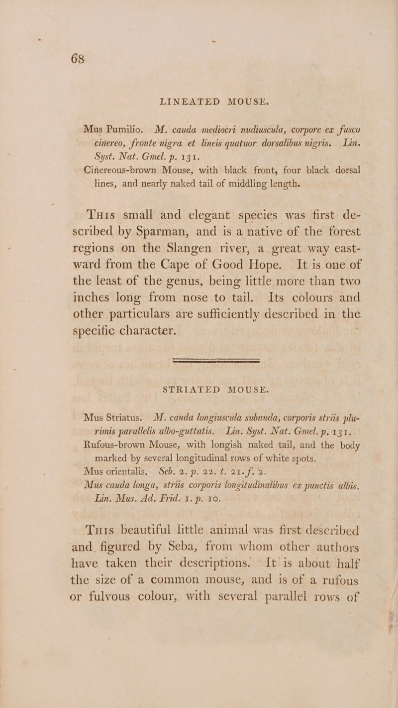 LINEATED MOUSE. Mus Pumilio. M. cauda mediocri nudiuscula, corpore ex fusco cmereo, fronte nigra et lineis quatuor dorsalibus nigris. Lin. Syst. Nat. Gmel. p. 131. | Cinereous-brown Mouse, with black front, four black dorsal lines, and nearly naked tail of middling length. Tuis small and elegant species was first de- scribed by Sparman, and is a native of the forest regions on the Slangen river, a great way east- ward from the Cape of Good Hope. It is one of the least of the genus, being little more than two inches long from nose to tail. Its colours and other particulars are sufficiently described in the specific character. . ooo STRIATED MOUSE. Mus Striatus. MM. cauda longiuscula subnuda, corporis striis plu- rimis parallels albo-guttatis. Lan. Syst. Nat. Gmel. p.131. Rufous-brown Mouse, with longish naked tail, and the body marked by several longitudinal rows of white spots. Mus orientalis, Seb. 2. p. 22. ¢. 21. f, 2. Mus cauda longa, stris corporis longitudinalibus ex punctis albis. Lin. Mus. Ad. Frid. 1. p. 10. Tuts beautiful little animal was first described and. figured by Seba, from whom other authors have taken their descriptions. It is about half the size of a common mouse, and is of a rufous or fulvous colour, with several parallel rows of
