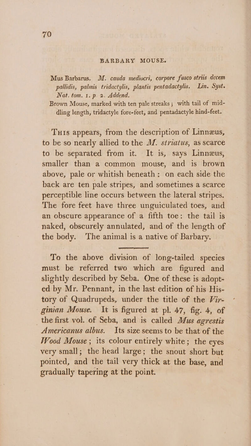 BARBARY MOUSE. Mus Barbarus. M. cauda mediocri, corpore fusco striis decem pallidis, palmis tridactylis, plantis pentadactylis, Lin. Syst. Nat. tom. 1. p. 2. Addend. Brown Mouse, marked with ten pale streaks ; with tail of mid- dling length, tridactyle fore-feet, and pentadactyle hind-feet. TuIs appears, from the description of Linnzus, to be so nearly allied to the JZ. striatus, as scarce to be separated from it. It is, says Linneus, smaller than a common mouse, and is brown above, pale or whitish beneath: on each side the back are ten pale stripes, and sometimes a scarce perceptible line occurs between the lateral stripes. The fore feet have three unguiculated toes, and an obscure appearance of a fifth toe: the tail is naked, obscurely annulated, and of the length of the body. The animal is a native of Barbary. To the above division of long-tailed species must be referred two which are figured and slightly described by Seba. One of these is adopt- ed by Mr. Pennant, in the last edition of his His- tory of Quadrupeds, under the title of the Vir- ginian Mouse. It is figured at pl. 47, fig. 4, of _ the first vol. of Seba, and is called Mus agrestis Americanus albus. Its size seems to be that of the Wood Mouse; its colour entirely white; the eyes very small; the head large; the snout short but pointed, and the tail very thick at the base, and gradually tapering at the point.