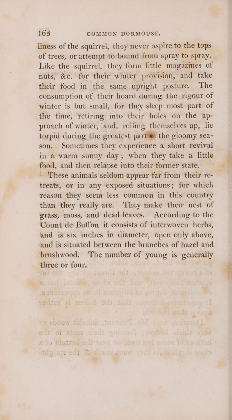 liness of the squirrel, they never aspire to the tops of trees, or attempt to bound from spray to spray. Like the squirrel, they form little magazmes of nuts, &amp;c. for their winter provision, and take their food in the same upright posture. ‘The consumption of their hoard during the rigour of winter is but small, for they sleep most part of the time, retiring into their holes on the ap- proach of winter, and, rolling themselves up, lie torpid during the greatest part¥f the gloomy sea- son. Sometimes they experience a short. revival in a warm sunny day; when they take a little food, and then relapse into their former state. - These animals seldom appear far from their re- treats, or in any exposed situations; for which reason they seem less common in this country than they really are. They make their nest of grass, moss, and dead leaves. According to the Count de Buffon it consists of interwoven herbs, and is six inches in. diameter, open only above, and is situated between the branches of hazel and brushwood. ‘The number of young is generally three or four. &gt;