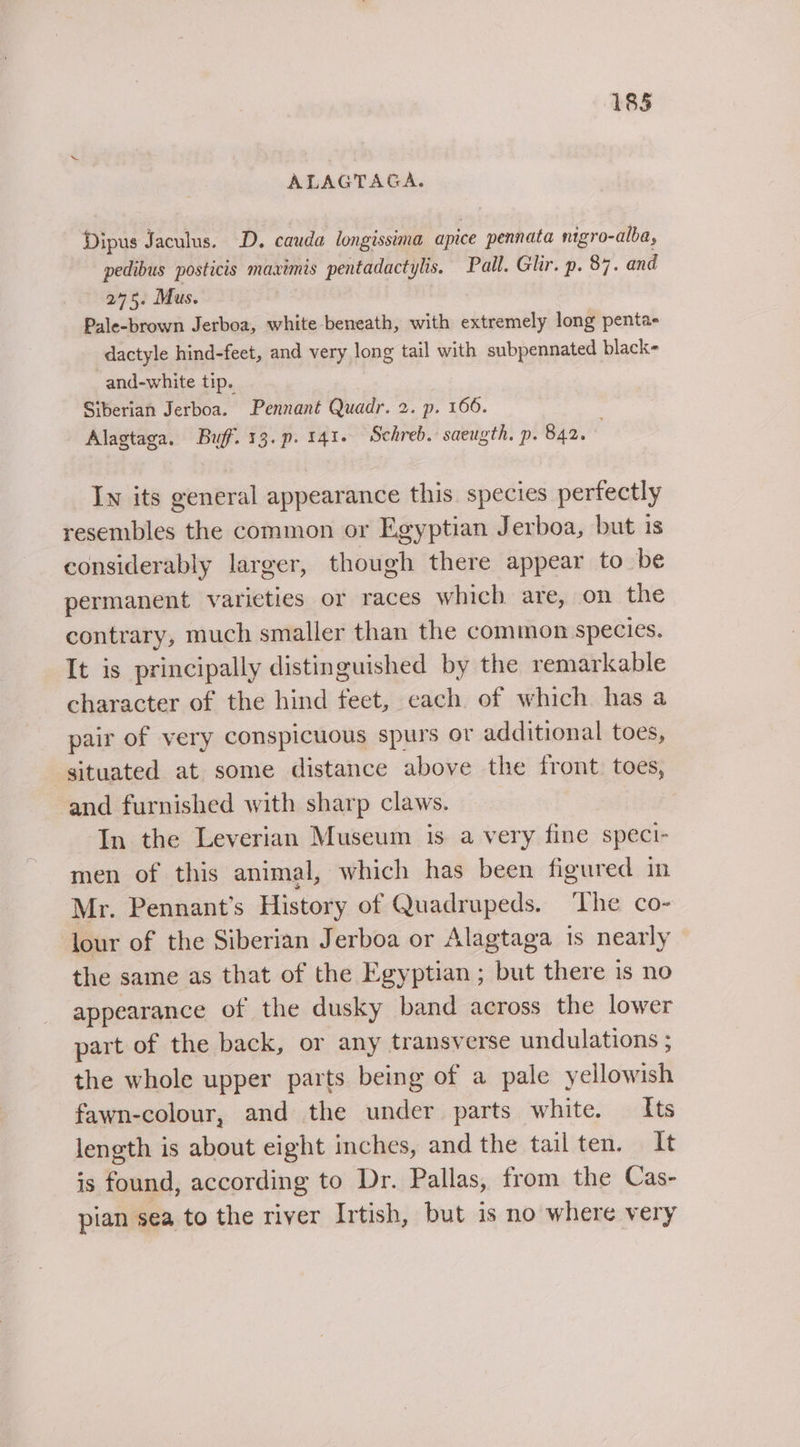 ALAGTAGA. Dipus Jaculus. D. cauda longissima apice pennata nigro-alba, pedibus posticis maximis pentadactylis. Pall. Glir. p. 87. and 275. Mus. Pale-brown Jerboa, white beneath, with extremely long pentae dactyle hind-feet, and very long tail with subpennated black and-white tip. Siberian Jerboa. Pennant Quadr. 2. p. 166. Alagtaga. Buff. 13.p. 141. Schreb. saeugth. p. 842. In its general appearance this. species perfectly resembles the common or Egyptian Jerboa, but 1s considerably larger, though there appear to be permanent varieties or races which are, on the contrary, much smaller than the common species. It is principally distinguished by the remarkable character of the hind feet, each of which has a pair of very conspicuous spurs or additional toes, situated at some distance above the front toes, and furnished with sharp claws. In the Leverian Museum is a very fine speci- men of this animal, which has been figured in Mr. Pennant’s History of Quadrupeds. ‘The co- lour of the Siberian Jerboa or Alagtaga is nearly the same as that of the Egyptian ; but there is no appearance of the dusky band across the lower part of the back, or any transverse undulations ; the whole upper parts being of a pale yellowish fawn-colour, and the under parts white. Its length is about eight inches, and the tail ten. It is found, according to Dr. Pallas, from the Cas- pian sea to the river Irtish, but is no where very