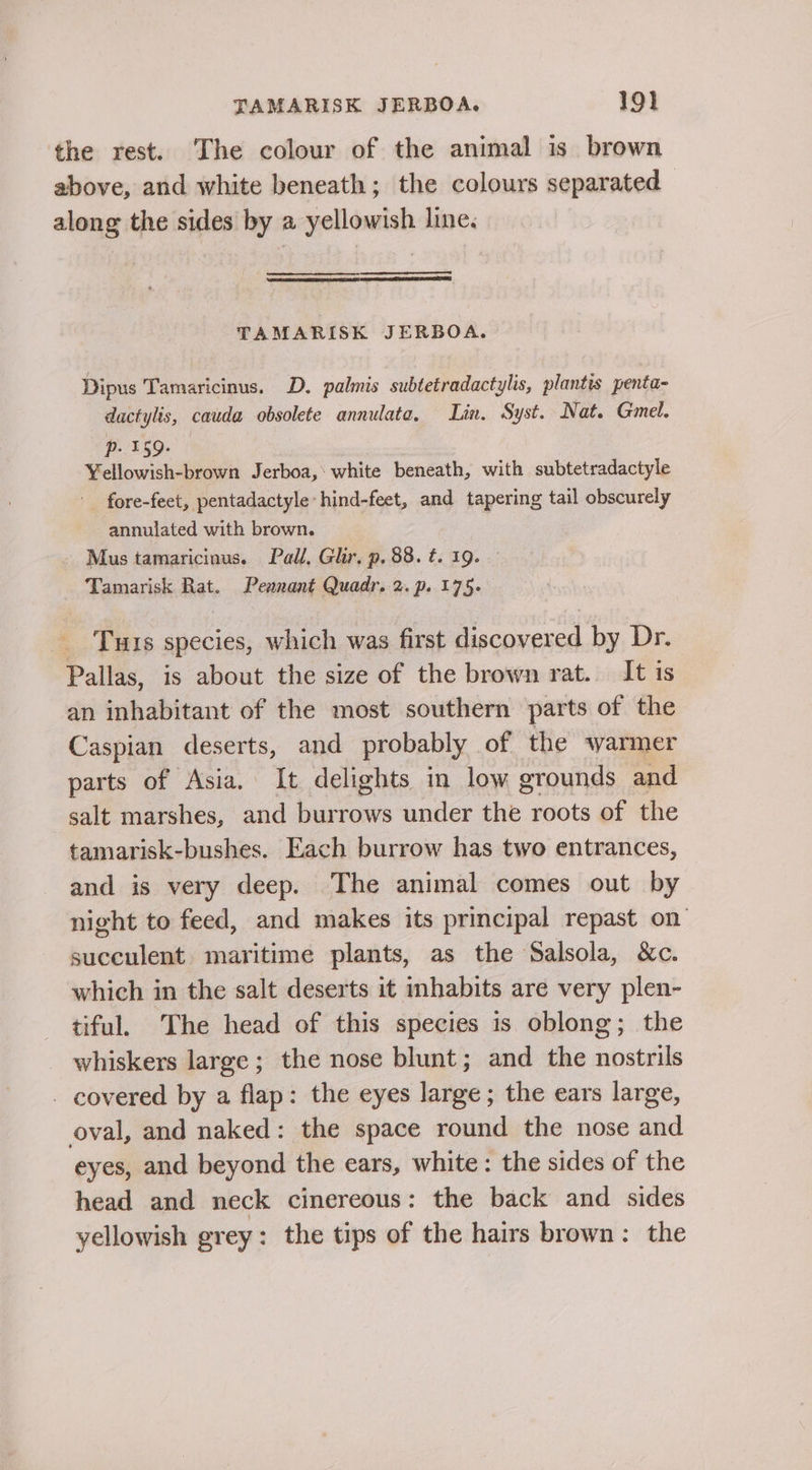 the rest. The colour of the animal is brown above, and white beneath; the colours separated along the sides by a yellowish line. TAMARISK JERBOA. Dipus Tamaricinus. D. palmis subtetradactylis, plantis penta- dactylis, cauda obsolete annulate, Lin. Syst. Nat. Gmel. PESO ae Yellowish-brown Jerboa, white beneath, with subtetradactyle ' fore-feet, pentadactyle hind-feet, and tapering tail obscurely annulated with brown. Mus tamaricinus. Pall, Glir. p, 88. ¢. 19. — Tamarisk Rat. Pennant Quadr. 2. p. 175. _ Tus species, which was first discovered by Dr. Pallas, is about the size of the brown rat. It is an inhabitant of the most southern parts of the Caspian deserts, and probably of the warmer parts of Asia. It delights in low grounds and salt marshes, and burrows under the roots of the tamarisk-bushes. Each burrow has two entrances, and is very deep. The animal comes out by night to feed, and makes its principal repast on succulent maritime plants, as the Salsola, &amp;c. which in the salt deserts it inhabits are very plen- tiful. The head of this species is oblong; the whiskers large; the nose blunt; and the nostrils -_ covered by a flap: the eyes large; the ears large, oval, and naked: the space round the nose and eyes, and beyond the ears, white: the sides of the head and neck cinereous: the back and sides yellowish grey: the tips of the hairs brown: the