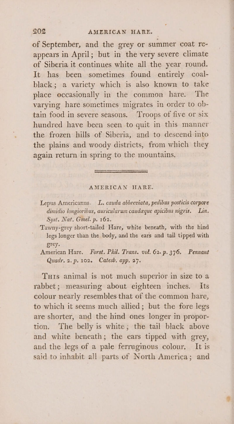 of September, and the grey or summer coat re- appears in April; but in the very severe climate of Siberia it continues white all the year round. It has been sometimes found entirely coal- black; a variety which is also known to take place occasionally in the common hare. The varying hare sometimes migrates in order to ob- tain food in severe seasons. ‘Troops of five or six hundred have been seen to quit in this manner the frozen hills of Siberia, and to descend into the plains and woody districts, from which they again return in spring to the mountains. — AMERICAN HARE. Lepus Americanus. LL. cauda abbreviata, pedibus posticis corpore dimidio longioribus, auricularum caudeque apicibus nigris. Lan. Syst. Nat. Gmel. p. 162. | Tawny-grey short-tailed Hare, white beneath, with the hind legs longer than the body, and the ears and tail tipped with grey. American Hare. Forst. Phil. Trans. vol. 62. p. 376. Pennant Quadr. 2. p. 102. Catesb. app. 27. Tus animal is not much superior in size to a rabbet ; measuring about eighteen inches. Its colour nearly resembles that of the common hare, to which it seems much allied; but the fore legs are shorter, and the hind ones longer in propor- tion. The belly is white; the tail black above and white beneath; the ears tipped with grey, and the legs of a pale ferruginous colour, It is said to inhabit all parts of North America; and