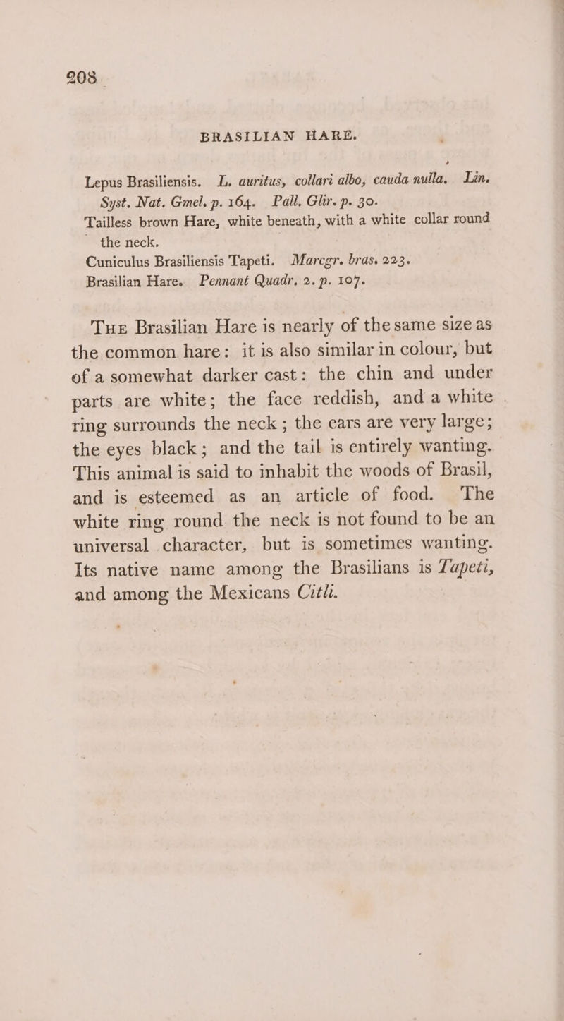 BRASILIAN HARE. Lepus Brasiliensis. LL. auritus, collari albo, cauda nulla, Lin. Syst. Nat. Gmel. p. 164. Pall. Glir. p. 30. Tailless brown Hare, white beneath, with a white collar round ~ the neck. Cuniculus Brasiliensis Tapeti. Marcgr. bras. 223. Brasilian Hare. Pennant Quadr, 2. p. 107. Tue Brasilian Hare is nearly of the same size as the common hare: it is also similar in colour, but of a somewhat darker cast: the chin and under parts are white; the face reddish, and a white | ring surrounds the neck ; the ears are very large; the eyes black; and the tail is entirely wanting. This animal is said to inhabit the woods of Brasil, and is esteemed as an article of food. The white ring round the neck is not found to be an universal character, but is sometimes wanting. Its native name among the Brasilians is Zapeti, and among the Mexicans Crth.