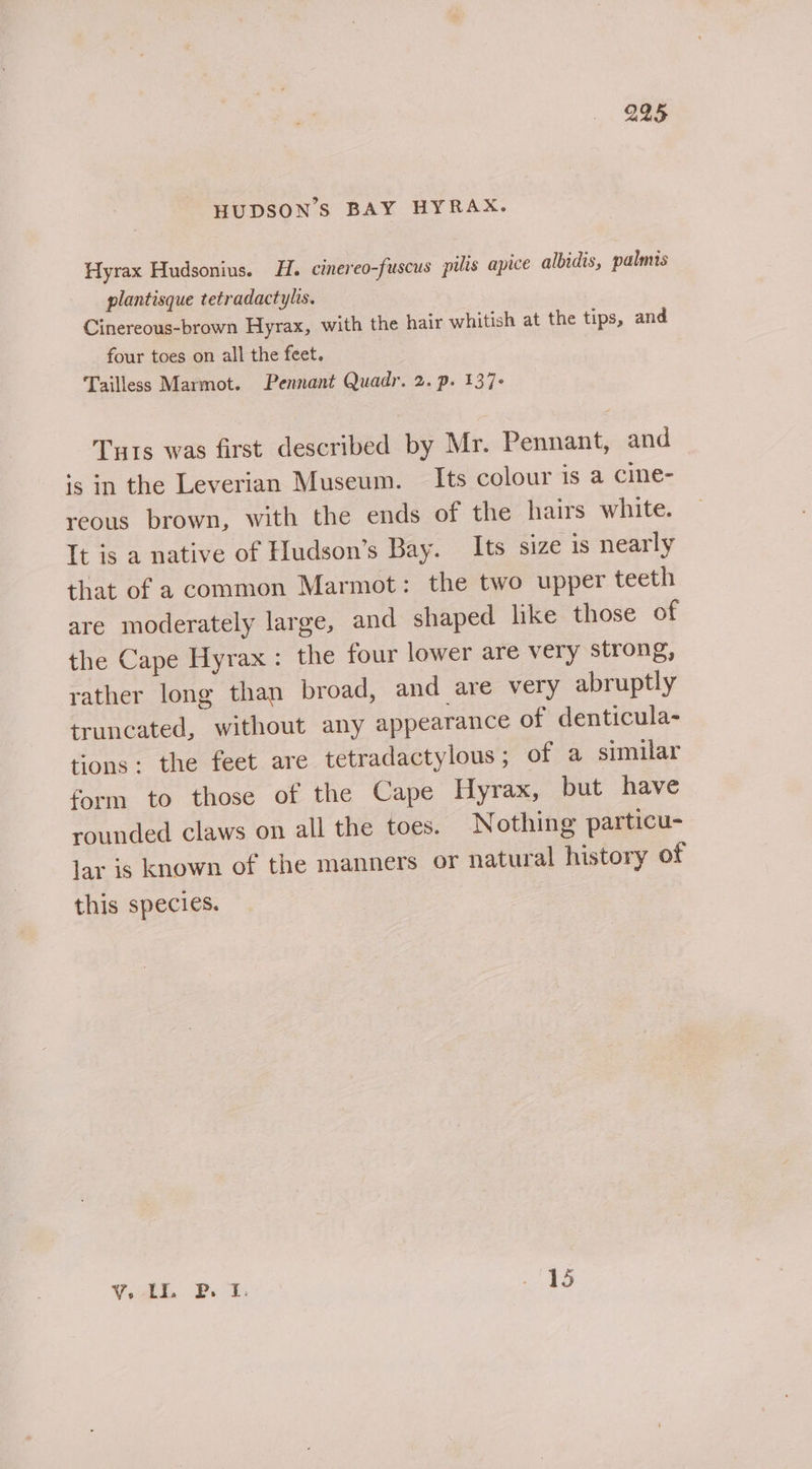 HUDSON'S BAY HYRAX. Hyrax Hudsonius. H. cinereo-fuscus pilis apice albidis, palmis plantisque tetradactylis. Cinereous-brown Hyrax, with the hair whitish at the tips, and four toes on all the feet. Tailless Marmot. Pennant Quadr. 2. p. 137+ Tuts was first described by Mr. Pennant, and is in the Leverian Museum. Its colour is a cine- reous brown, with the ends of the hairs white. It is a native of Hudson’s Bay. Its size is nearly that of a common Marmot: the two upper teeth are moderately large, and shaped like those of the Cape Hyrax : the four lower are very strong, rather long than broad, and are very abruptly truncated, without any appearance of denticula- tions: the feet are tetradactylous; of a similar form to those of the Cape Hyrax, but have rounded claws on all the toes. Nothing particu- lar is known of the manners or natural history of this species. Vout BP. 4. he