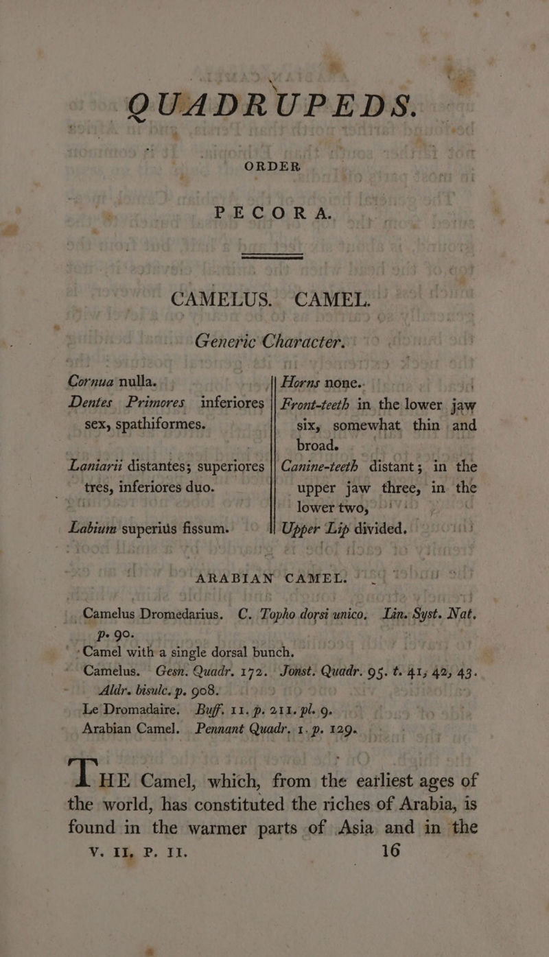 fh ? a S 3 e QUADRUPEDS. ORDER PECORA. CAMELUS. CAMEL. Generic Character. Cornua nulla. Bias none.. Dentes Primores inferiores || Front-teeth in the lower jaw sex, spathiformes. SIX, somewhat thin and | broad. Laniarii distantes; superiores || Canine-teeth distant; in the tres, inferiores duo. upper jaw three, in the lowertwo, 9) , Labium superius fissum. Upper Lip divided. ARABIAN’ CAMEL. °°. _Camelus Dromedarius. C. Topho dorsi unico, Lan. Syst. Nat. p+ 90. ‘Camel with a single dorsal bunch. Camelus. | Gesn. Quadr. 172. Jonst. Quadr. 95. t. 415 42, 43. Aldr. bisulc.p. 908. | 2 Le Dromadaire. Buff. 11. p. 211. pl. 9. Arabian Camel]. Pennant Quadr, 1. p. 129. ‘Tun Camel, which, from the eailiest ages of the world, has constituted the riches of Arabia, is found in the warmer parts of Asia and in the Vv. IL, P. It. hae.)