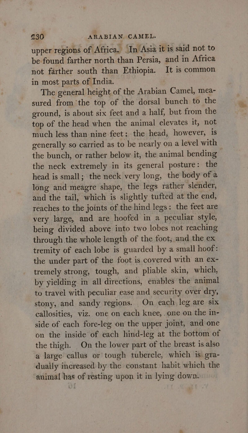upper regions of Africa. (In ‘Asia it is said not to be found farther north than Persia, and in Africa not farther south than Ethiopia. It is common in most parts of India. The general height of the Arabian Camel, mea- sured fromthe top of the dorsal bunch to the ground, is about six feet and a half, but from the top of the head when the animal elevates it, not much less than nine feet: the head, however, 1s generally so carried as to be nearly on a level with the bunch, or rather below it, the animal bending the neck extremely in its general posture: the head is small; the neck very long, the body of a long and meagre shape, the legs rather slender, and the tail, which is slightly tufted at the end, reaches to the joints of the hind legs: the feet are very large, and are hoofed in a peculiar style, being divided above into two lobes not reaching through the whole length of the foot, and the ex tremity of each lobe is guarded by a small hoot: the under part of the foot is covered with an ex- tremely strong, tough, and pliable skin, which, by yielding in all directions, enables the animal to travel with peculiar ease and security over dry, stony, and sandy regions. On each leg are six callosities, viz. one on each knee, one on the in- side of each fore-leg on the upper joint, and one on the inside of each hind-leg at the bottom of the thigh. On the lower part of the breast 1s also a large callus or tough tubercle, which is: gra- duaily increased by the constant habit which the animal has of resting upon it in lying down.