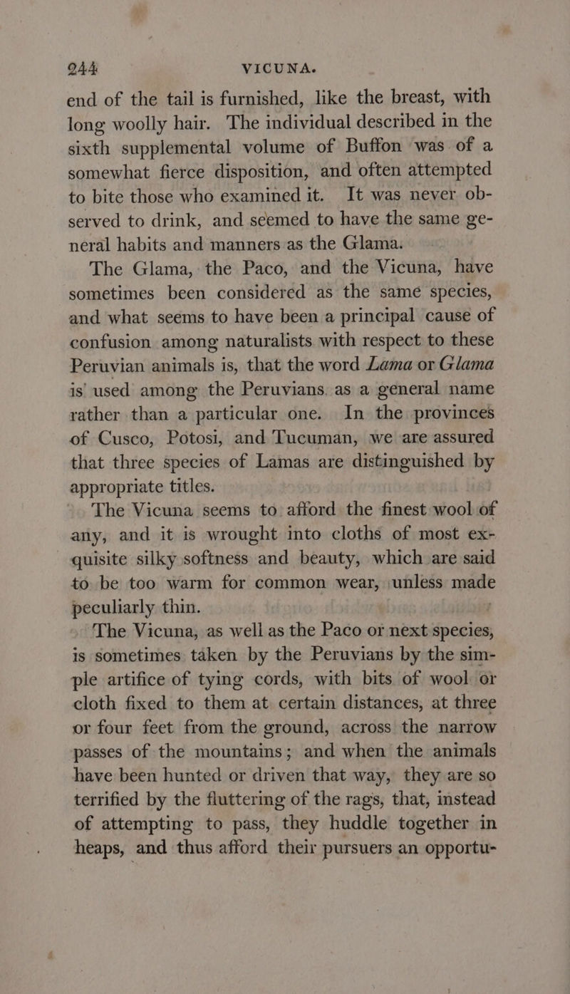 QA4, VICUNA. end of the tail is furnished, like the breast, with long woolly hair. The individual described in the sixth supplemental volume of Buffon was of a somewhat fierce disposition, and often attempted to bite those who examined it. It was never ob- served to drink, and seemed to have the same ge- neral habits and manners as the Glama. The Glama, the Paco, and the Vicuna, have sometimes been considered as the same species, and what seems to have been a principal cause of confusion among naturalists with respect to these Peruvian animals is, that the word Lama or Glama is. used among the Peruvians. as a general name rather than a particular one. In the provinces of Cusco, Potosi, and Tucuman, we are assured that three species of Lamas are distinguished by appropriate titles. The Vicuna seems to afford the finest wool of any, and it is wrought into cloths of most ex- quisite silky softness and beauty, which are said to be too warm for common wear, unless made peculiarly thin. The Vicuna, as well as the Paco or next species, is sometimes taken by the Peruvians by the sim- ple artifice of tying cords, with bits of wool or cloth fixed to them at certain distances, at three or four feet from the ground, across the narrow passes of the mountains; and when the animals have been hunted or driven that way, they are so terrified by the fluttering of the rag's, that, instead of attempting to pass, they huddle together in heaps, and thus afford their pursuers an opportu-