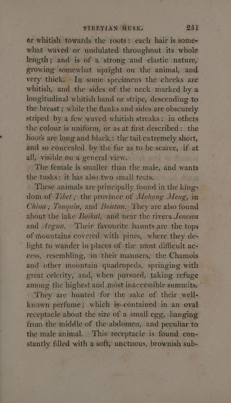 ér whitish towards the roots: each hair is some- what waved' or undulated throughout its whole length; and is of a strong and elastic nature, growing somewhat upright on the animal, and very thick. In some specimens the cheeks are whitish, and the sides of the neck marked by a longitudinal whitish band or stripe, descending to the breast ; while the flanks and sides are obscurely striped by a few waved whitish streaks: in others the colour is uniform, or as at first described: the hoot’s are long and black,: the tail extremely short, and so egucested by the fur as to be scar si if at all, visible ona general view. The female is miaitied than the male, and wants the tusks: it has also two small teats. _ These animals are principally found in the king- dom. of Zibet; the province of Mohang Adeng, in China; Tonquin, and Boutan. They are also found about the lake Buikal, and near the rivers Jenesea and Argun. ‘Their favourite haunts are the tops of mountains covered with pines, where they de- light to wander in places of the most difficult ac- cess, resembling, in their manners, the Chamois and other mountain’ quadrupeds, springing with great celerity, and, when pursued, taking refuge among the highest and most inaccessible summits. They are hunted for the sake of their well- known perfume; which is-contaimed in an oval receptacle about the size of a small egg, hanging from the middle of the-abdomen, and peculiar to the male animal. This’ receptacle is found con- stantly filled with a soft, unctuous, brownish sub-