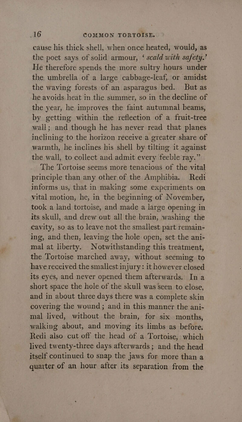 cause his thick shell, when once heated, would, as the poet says of solid armour, ‘ scald with safety.’ He therefore spends the more sultry hours under the umbrella of a large cabbage-leaf, or amidst the waving forests of an asparagus bed. But as he avoids heat in the summer, so in the decline of the year, he improves the faint autumnal beams, by getting within the reflection of a fruit-tree wall; and though he has never read that planes inclining to the horizon receive a greater share of warmth, he inclines his shell by tilting it against the wall, to collect and admit every feeble ray.” The Tortoise seems more tenacious of the vital principle than any other of the Amphibia. Redi informs us, that in making some experiments on vital motion, he, in the beginning of November, took a land tortoise, and made a large opening in its skull, and drew out all the brain, washing the cavity, so as to leave not the smallest part remain- ing, and then, leaving the hole open, set the ani- mal at liberty. Notwithstanding this treatment, the Tortoise marched away, without seeming to have received the smallest injury: it however closed its eyes, and never opened them afterwards. In a short space the hole of the skull was seen to close, and in about three days there was a complete skin covering the wound ; and in this manner the ani- mal lived, without the brain, for six months, walking about, and moving its limbs as before. Redi also cut off the head of a. Tortoise, which lived twenty-three days afterwards; and the head itself continued to snap the jaws for more than a quarter of an hour after its separation from the