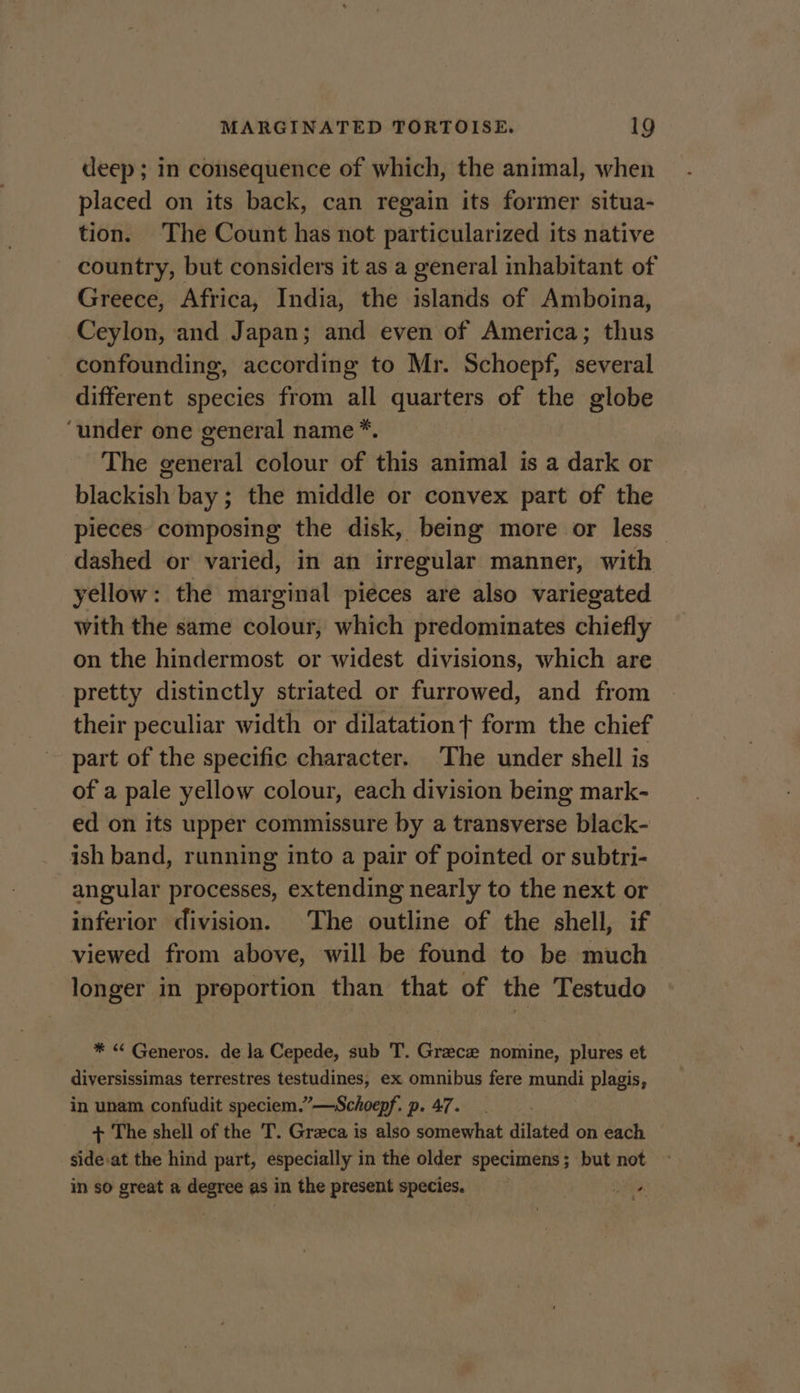 deep ; in consequence of which, the animal, when placed on its back, can regain its former situa- tion. The Count has not particularized its native country, but considers it as a general inhabitant of Greece, Africa, India, the islands of Amboina, Ceylon, and Japan; and even of America; thus confounding, according to Mr. Schoepf, several different species from all quarters of the globe ‘under one general name*. The general colour of this animal is a dark or blackish bay ; the middle or convex part of the pieces composing the disk, being more or less dashed or varied, in an irregular manner, with yellow: the marginal pieces are also variegated with the same colour, which predominates chiefly on the hindermost or widest divisions, which are pretty distinctly striated or furrowed, and from their peculiar width or dilatationt form the chief part of the specific character. The under shell is of a pale yellow colour, each division being mark- ed on its upper commissure by a transverse black- ish band, running into a pair of pointed or subtri- angular processes, extending nearly to the next or inferior division. The outline of the shell, if viewed from above, will be found to be much longer in proportion than that of the Testudo * “ Generos. de la Cepede, sub T. Grace nomine, plures et diversissimas terrestres testudines, ex omnibus fere mundi plagis, in unam confudit speciem.”—Schoepf. p. 47. , + The shell of the T. Greca is also somewhat dilated on each side at the hind part, especially in the older specimens; but not in so great a degree as in the present species. Daye: