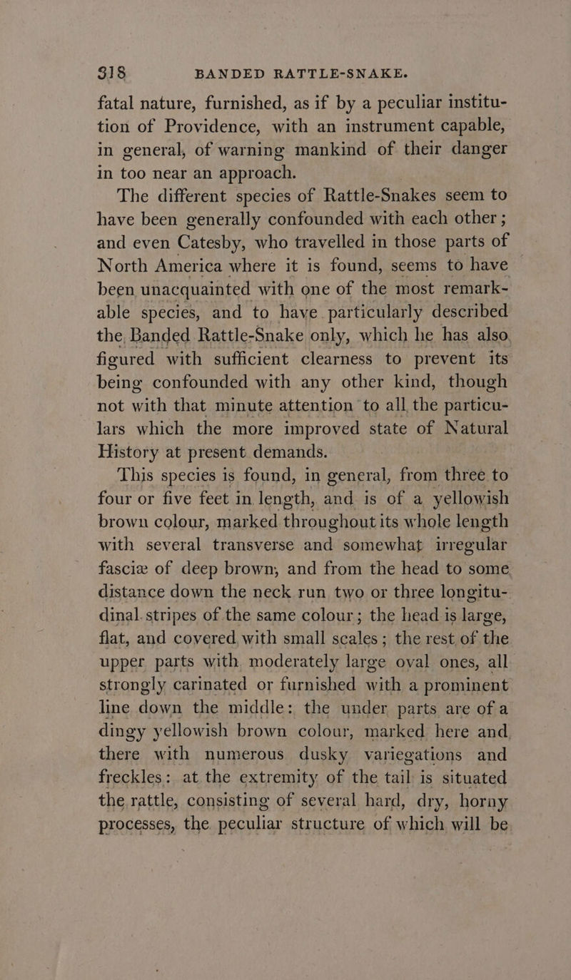 fatal nature, furnished, as if by a peculiar institu- tion of Providence, with an instrument capable, in general, of warning mankind of their danger in too near an approach. The different species of Rattle- Snakes seem to have been generally confounded with each other ; and even Catesby, who travelled in those parts of North America where it is found, seems to have — been unacquainted with one of the most remark- able species, and to have particularly described the, Banded Rattle- Snake only, which he has also. figured with sufficient clearness to prevent its hee confounded with any other kind, though not wath that minute attention to all the particu- lars which the more improved state of Natural History at present demands. This species is found, in general, from three to four or five feet in length, and is of a yellowish brown colour, marked ae ghouti its whole length with several transverse and somewhat feud fascie of deep brown, and from the head to some distance down the neck run two or three longitu- dinal. stripes of the same colour; the head is large, flat, and covered, with small scales ; the rest. of the upper parts with. moderately large oval ones, all strongly carinated or furnished sah a prominent line down the middle: the under parts are of a dingy yellowish brown colour, marked here and there with numerous dusky variegations and freckles: at. the extremity of the tail is situated the rattle, consisting of several hard, dry, horny processes, the peculiar structure of which will be.