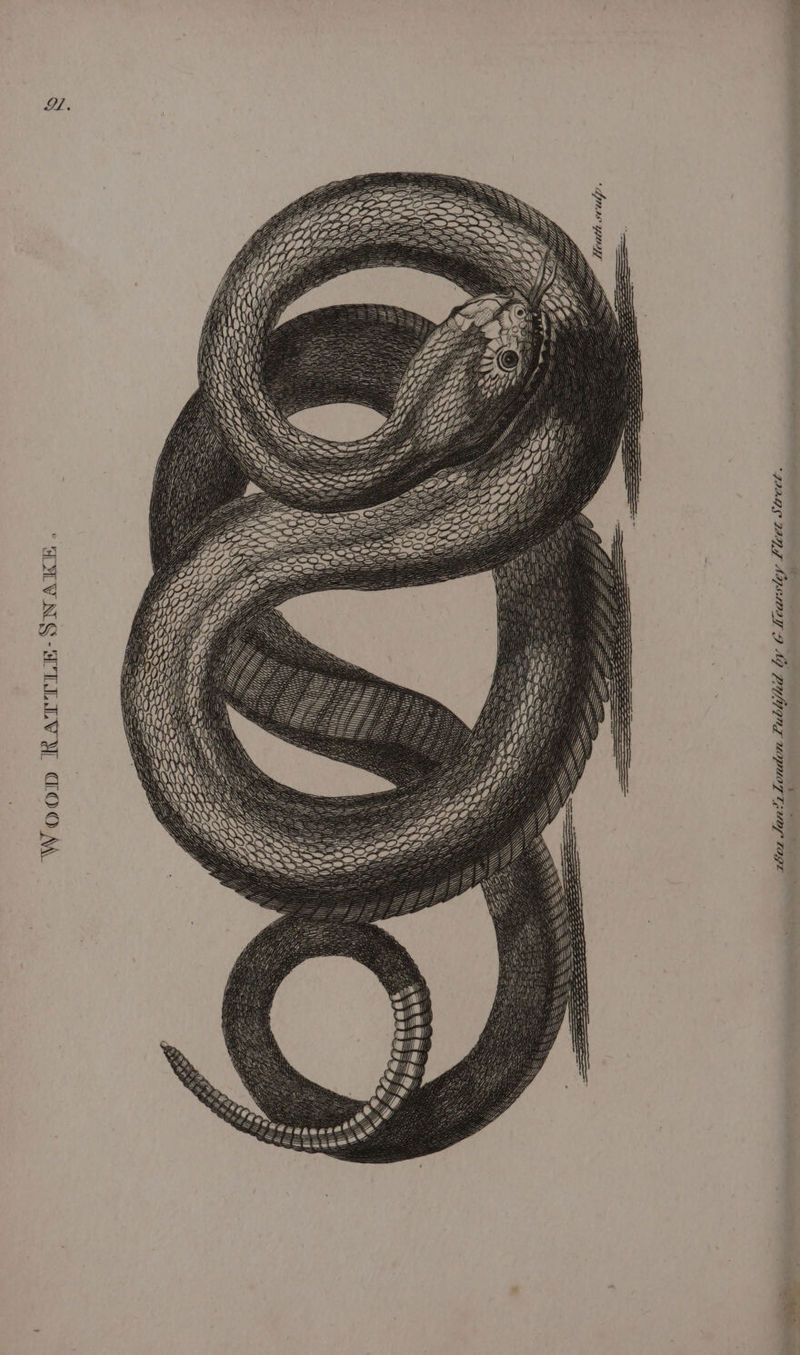 Bi. \ \ 2 ’ A Woon RATTLE-SNAKE a Mearsley Llvet Street. &gt; T + « 2601 Jar?1 London Publifid ly 6