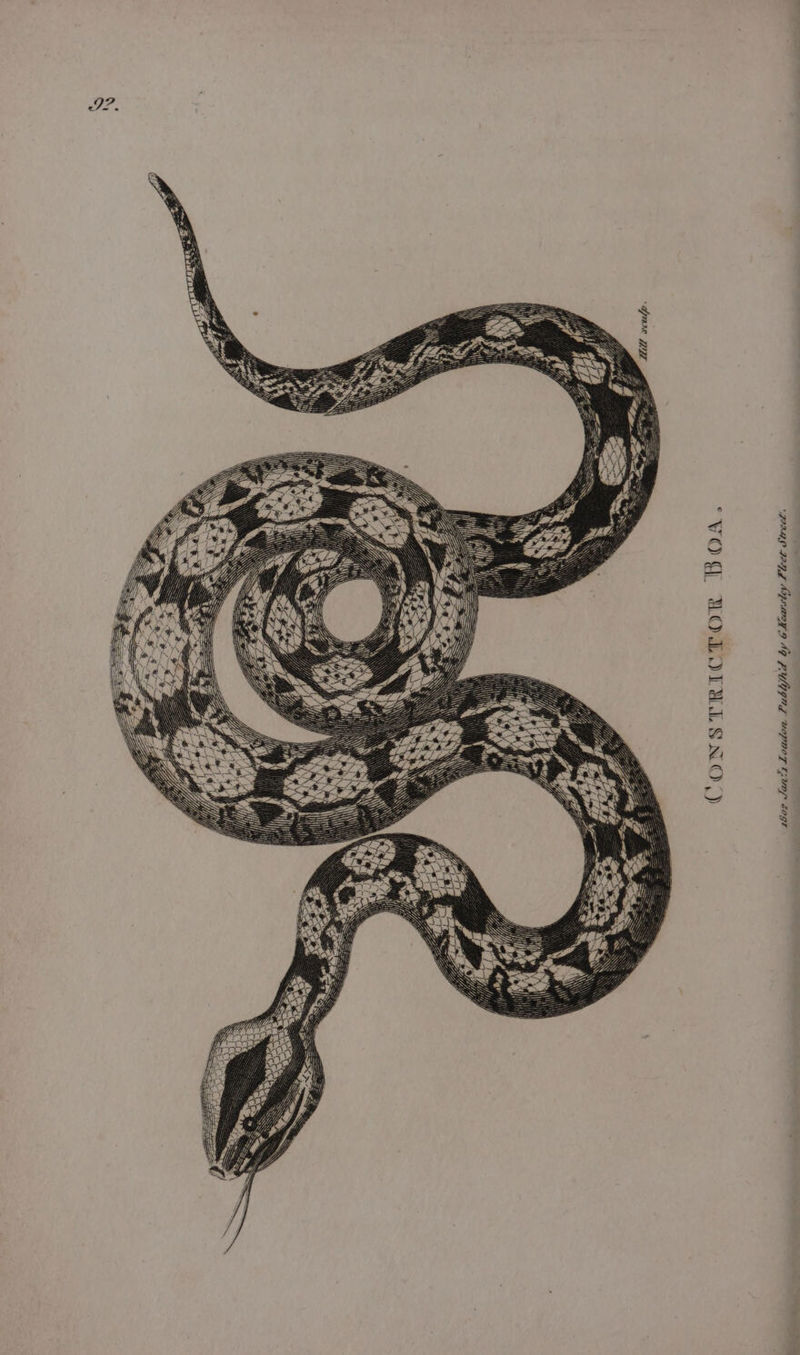 F?, CONSTRICTOR BOA. 102 Janis Loadon Publhd by 6 Kearsley Fleet Street.