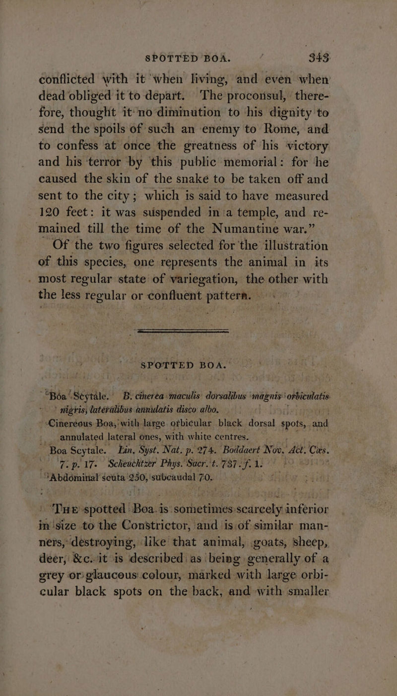 SPOTTED BOA. . 343: conflicted with it when living, and even when dead obliged it to depart. The proconsul, there- fore, thonbtft it no diminution to ‘his dignity to send the spdils of such an enemy to Rome, and to confess at once the greatness of his victory and his terror by this public memorial: for he caused the skin of the snake to be taken off and sent to the city; which is said to have measured 120 feet: it was suispended in:a temple, and re- mained till the time of the Numantine war.” Of the two figures selected for the illustration of this species, one represents the animal in its . most regular state of variegation, the other with the less regular or confluent patterm. SPOTTED BOA. “Béa’ Seytale. B. cinerea: maculis dorsalibus — magnis’ ‘orbiculatis ’ nigris, lateralibus annulatis disco: albo. . : Cinereous Boa,‘ with large. ofbicular black dorsal spots,. st _ annulated lateral ones, with white centres. ~ Boa Scytale. Ein, Syst. Nat. p. 274. Boddaert Ni vibe Ath Cas. ti Bote LTs Scheuchtzer Phys. Sacr. t. 737 .f. 1. A eae seuta 250, subcaudal 7 0. THe gpotted | Boa. is” Se sivas inferior in'‘size to the Constrictor, and is of similar man- ners, destroying, like that animal, goats, sheep, deer, &amp;c. it is described as being generally of a grey or glaucous colour, marked with large. orbi- cular black spots on the back, and with smaller