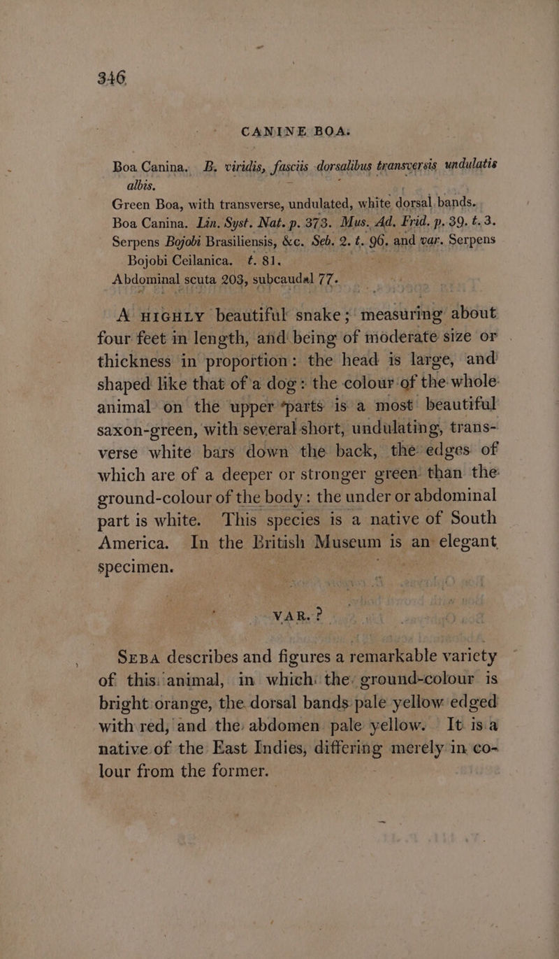 CANINE BOA. Boa Canina. B. viridis, fasciis dorsalibus transversis undulatis albis. x Green Boa, with transverse, undulated, white one Ak bands. Boa Canina. Lin. Syst. Nat. p. 373. Mus. Ad, Frid. p. 39. t.3. Serpens Bojobi Brasiliensis, &amp;c. Seb. 2. t. 96, and war. Serpens Bojobi Ceilanica. FRI. Abdominal scuta 203, subcaudal 7. A urcHuy beautiful snake; measuring about four feet in length, and‘ being of moderate size or thickness in proportion: the head is large, and’ shaped like that of a dog: the colour of the whole: animal on the upper “parts is a most beautiful saxon-green, with several short, undulating, trans- verse white bars down the back, the edges of which are of a deeper or stronger green than the ground- -colour of the body: the ‘under or abdominal part is white. This species is a native of South America. In the British lal ct is an elegant, specimen. oo Nee Sepa describes and figures a remarkable variety of this:'animal, in which: the: ground-colour is bright orange, the. dorsal bands. pale yellow edged with red, and the: abdomen pale yellow. It is.a native of the East Indies, ens merely in co- lour from the former.