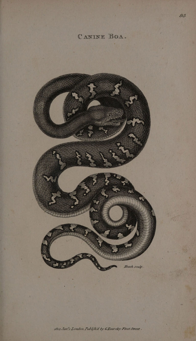 aN iy CANINE BOA. Meath sculp. 1801 Janis Lonton Publijha by 6Xearstev Fleet Stree « IS