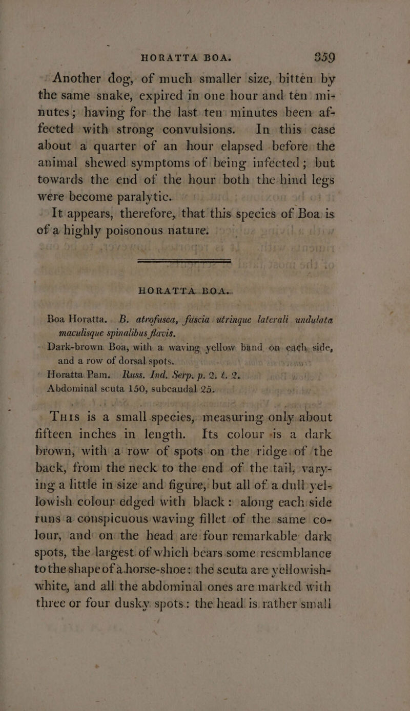 HORATTA BOA. 859 ' Another dog, of much smaller size, bitten by the same snake, expired in one hour and ten mi- nutes; having for the last ten’ minutes been af- fected with strong convulsions. In this case about a quarter of an hour elapsed before. the animal shewed symptoms of being infected; but towards the end of the hour both the. pn legs were become paralytic. It appears, ther efore, that this species of iti 1S of a highly ee nature. HORATTA..BOA.«. Boa Horatta.. B. atrofusca, fuscia utringue laterali undulata maculisque spinalibus flavis. - Dark-brown. Boa, with a waving yellow band on. each, side, and a row of dorsal spots. ' Horatta.Pam. Russ. Ind. Serp. p. 2 Abdominal scuta 150, subcaudal 25. Tuts is a small species, measuring only about fifteen inches in length. Its colour as a dark brown, with a row of spots on the ridge. of ‘the back, from the neck to the end of: the tail, vary- ing a little in size and figure, but all of a dulbyel- lowish colour edged with black» along each:side runs a conspicuous waving fillet of the same co- leur, and: on the head are: four remarkable dark spots, the largest of which bears.some resemblance to the shape of a-horse-shoe: the scuta are yellowish- white, and all the abdominal ones are marked with three or four dusky. spots: the head! is. rather smali