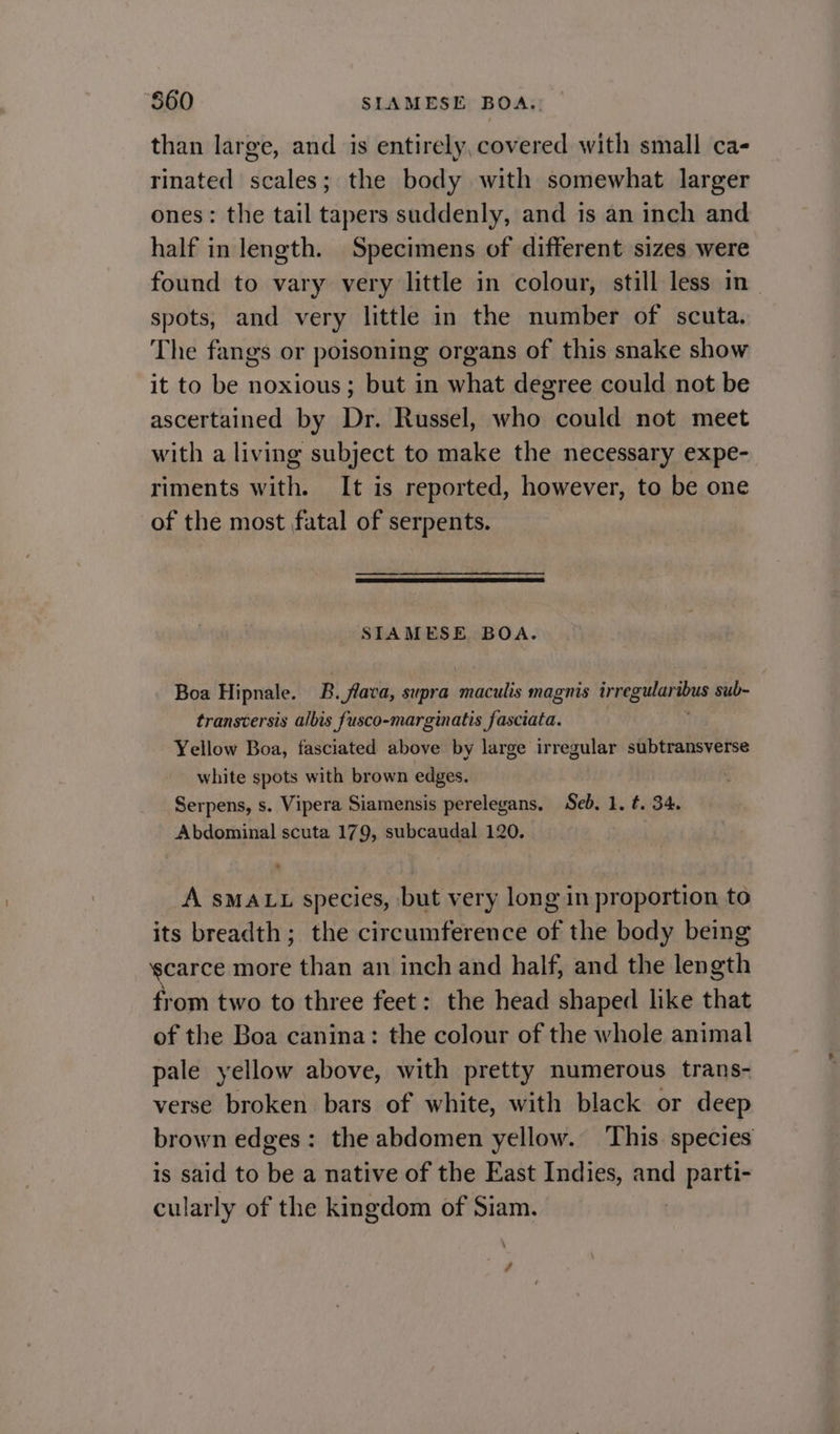 “$60 SIAMESE BOA,: than large, and is entirely, covered with small ca- rinated scales; the body with somewhat larger ones: the tail tapers suddenly, and is an inch and half in length. Specimens of different sizes were found to vary very little in colour, still less in spots, and very little in the number of scuta. The fangs or poisoning organs of this snake show it to be noxious; but in what degree could not be ascertained by Dr. Russel, who could not meet with a living subject to make the necessary expe- riments with. It is reported, however, to be one of the most fatal of serpents. STAMESE BOA. Boa Hipnale. B. flava, supra maculis magnis Leeovininne sub- transcersis albis fusco-marginatis fasciata. Yellow Boa, fasciated above by large irregular subtransverse white spots with brown edges. Serpens, s. Vipera Siamensis perelegans, Seb. 1. ¢. 34. Abdominal scuta 179, subcaudal 120. A sMALL species, but very long in proportion to its breadth; the circumference of the body being carce more than an inch and half, and the length from two to three feet: the head shaped like that of the Boa canina: the colour of the whole animal pale yellow above, with pretty numerous trans- verse broken bars of white, with black or deep brown edges: the abdomen yellow. This species is said to be a native of the East Indies, and parti- cularly of the kingdom of Siam. .