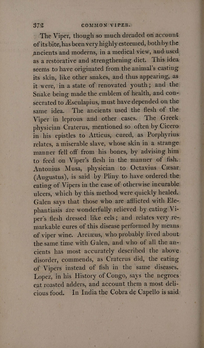 The Viper, though so much dreaded on account of its bite, has been very highly esteemed, bothby the as a restorative and strengthening diet. This idea seems to have originated from the animal’s casting its skin, like wc snakes, and thus appearing, as it were, in a state of renovated youth; and the Snake being made the emblem of health, and con- secrated to Aesculapius, must have depended on the manner fell off from his bones, by advising him to feed on Viper’s flesh in the manner of fish. eating of Vipers in the case of otherwise incurable ulcers, which by this method were quickly healed. markable cures of this disease performed by means cients has most accurately described the above disorder, commends, as Craterus did, the eating of Vipers instead of fish in the same diseases eat roasted adders, and account them a most ta