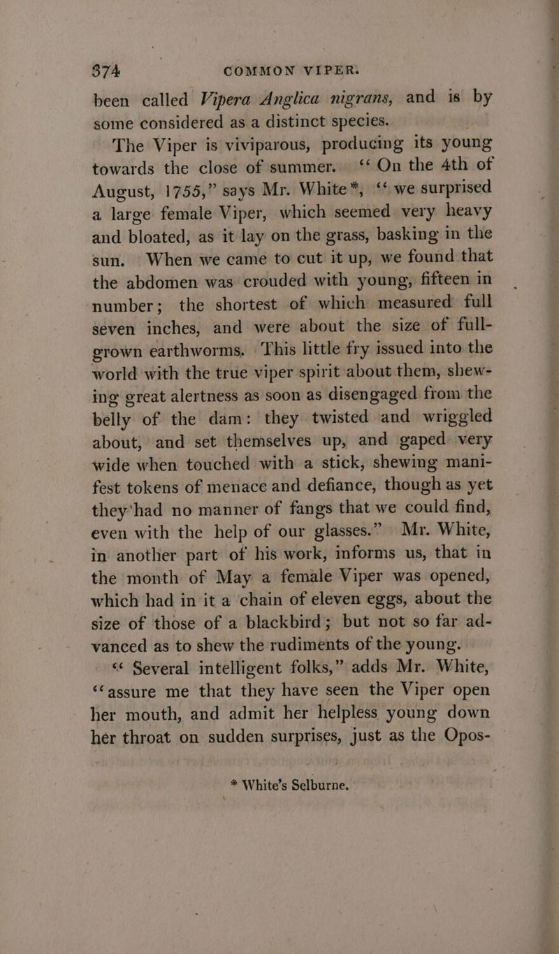 been called Vipera Anglica nigrans, and is by some considered as a distinct species. The Viper is viviparous, producing its young towards the close of summer. ‘‘ On the 4th of August, 1755,” says Mr. White*, ‘* we surprised a me female Viper, which seemed very heavy and bloated; as it lay on the grass, basking in the sun. When we came to cut i up, we found that the abdomen was crouded with young, fifteen in number; the shortest of which measured full seven inches, and were about the size of full- grown earthworms. This little fry issued into the world with the true viper spirit about them, shew- ing great alertness as soon as disengaged from the belly of the dam: they twisted and wriggled about, and set themselves up, and gaped very wide when touched with a stick, shewing mani- fest tokens of menace and defiance, though as yet they’had no manner of fangs that we could find, even with the help of our glasses.” Mr. White, in another part of his work, imforms us, that in the month of May a female Viper was opened, which had in it a chain of eleven eggs, about the size of those of a blackbird; but not so far ad- vanced as to shew the rudiments of the young. ‘«« Several intelligent folks,” adds Mr. White, ‘assure me that they have seen the Viper open her mouth, and admit her helpless young down her throat on sudden surprises, just as the Opos- — * White’s Selburne.
