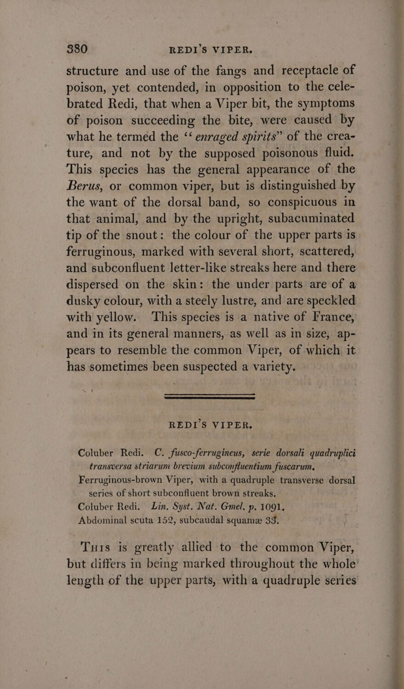 880 REDI’S VIPER. structure and use of the fangs and receptacle of poison, yet contended, in opposition to the cele- brated Redi, that when a Viper bit, the symptoms of poison succeeding the bite, were caused by what he termed the ‘‘ enraged spirits” of the crea- ture, and not by the supposed poisonous fluid. This species has the general appearance of the Berus, or common viper, but is distinguished by the want of the dorsal band, so conspicuous in that animal, and by the upright, subacuminated tip of the snout: the colour of the upper parts is ferruginous, marked with several short, scattered, and subconfluent letter-like streaks here and there dispersed on the skin: the under parts are of a dusky colour, with a steely lustre, and are speckled with yellow. This species is a native of France, and in its general manners, as well as in size, ap- pears to resemble the common Viper, of which it has sometimes been suspected a variety. oe REDI'S VIPER, Coluber Redi. C. fusco-ferrugineus, serie dorsali quadruplici transversa striarum brevium subconfluentium fuscarum, Ferruginous-brown Viper, with a quadruple transverse dorsal series of short subconfluent brown streaks, Coluber Redi. Lin. Syst. Nat. Gmel. p. 1091, Abdominal scuta 152, subcaudal squame 33. Tus is greatly allied to the common Viper, but differs in being marked throughout the whole’ length of the upper parts, with a quadruple series