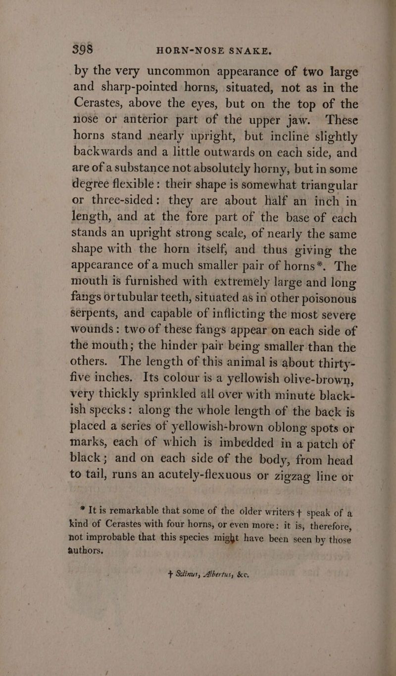 by the very uncommon appearance of two large and sharp-pointed horns, situated, not as in the Cerastes, above the eyes, but on the top of the nose or anterior part of the upper jaw. These horns stand nearly upright, but incline slightly backwards and a little outwards on each side, and are of a substance not absolutely horny, but in some degree flexible: their shape is somewhat triangular or aanree sided: they are about half an fheh in length, and at the fore part of the base of each stands an upright strong scale, of nearly the same shape with the horn itself, and thus giving the appearance of a much smaller pair of horns*. The mouth is furnished with extremely large and long fangs ortubular teeth, situated as in other poisonous serpents, and capable of inflicting the most severe wounds: two of these fangs appear on each side of the mouth; the hinder pair being smaller than the others. ‘The length of this animal is about thirty- five inches.. Its colour is a yellowish olive-brown, very thickly sprinkled all over with minute black- ish specks: along the whole length of the back is placed a series of yellowish- brown oblong spots or marks, each of which is imbedded in a patch of black; and on each side of the body, from head to éaii, runs an acutely-flexuous or zigzag line or * It is remarkable that some of the older writers + speak of a kind of Cerastes with four horns, or even more: it is, therefore, hot improbable that this species might have been seen by those authors, + Solinus, Albertus, &amp;e.