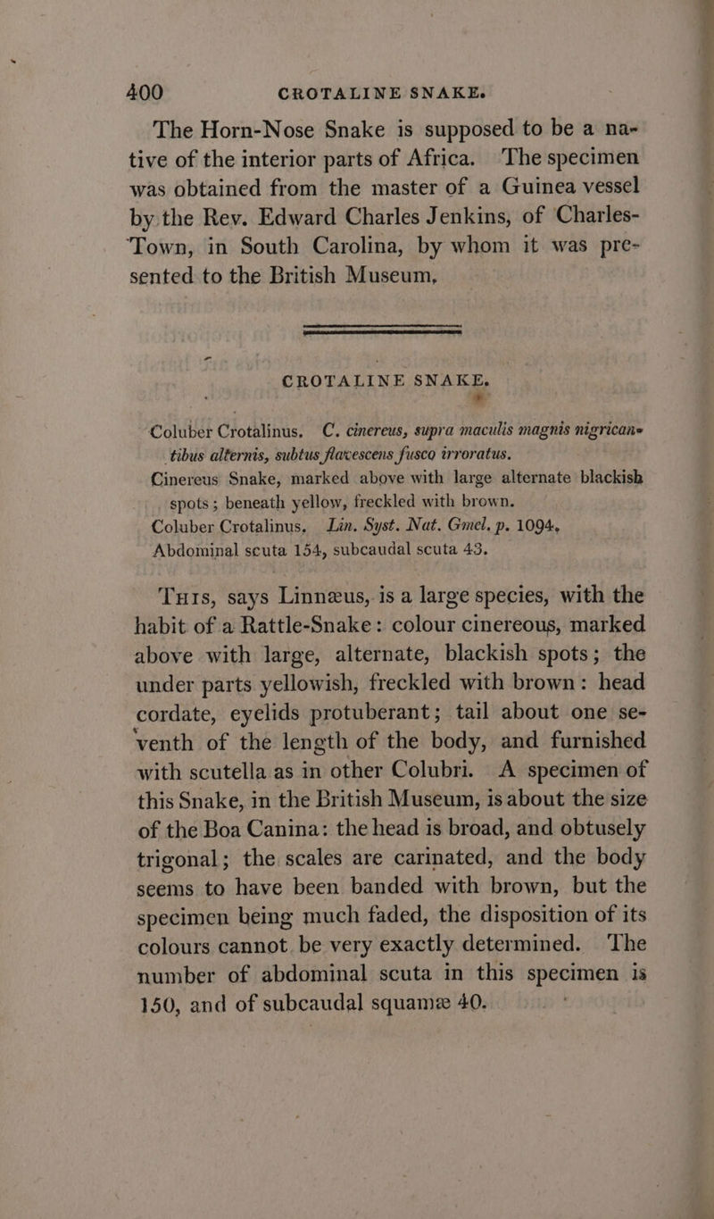 The Horn-Nose Snake is supposed to be a na- tive of the interior parts of Africa. The specimen was obtained from the master of a Guinea vessel by the Rev. Edward Charles Jenkins, of Charles- ‘Town, in South Carolina, by whom it was pre- sented to the British Museum, CROTALINE SNAKE. % Coluber Crotalinus. C. cinereus, supra maculis magnis nigricane tibus alternis, subtus flavescens fusco trroratus. Cinereus Snake, marked above with large alternate blackish spots ; beneath yellow, freckled with brown. Coluber Crotalinus. Lin. Syst. Nat. Gmel. p. 1094, Abdominal scuta 154, subcaudal scuta 43, Tuts, says Linneeus, is a large species, with the habit of a Rattle-Snake: colour cinereous, marked above with large, alternate, blackish spots; the under parts yellowish, freckled with brown: head cordate, eyelids protuberant; tail about one se- venth of the length of the body, and furnished with scutella as in other Colubri. A specimen of this Snake, in the British Museum, is about the size of the Boa Canina: the head is broad, and obtusely trigonal; the scales are carinated, and the body seems to have been banded with brown, but the specimen being much faded, the disposition of its colours cannot. be very exactly determined. ‘The number of abdominal scuta in this specimen is 150, and of subcaudal squame 40.