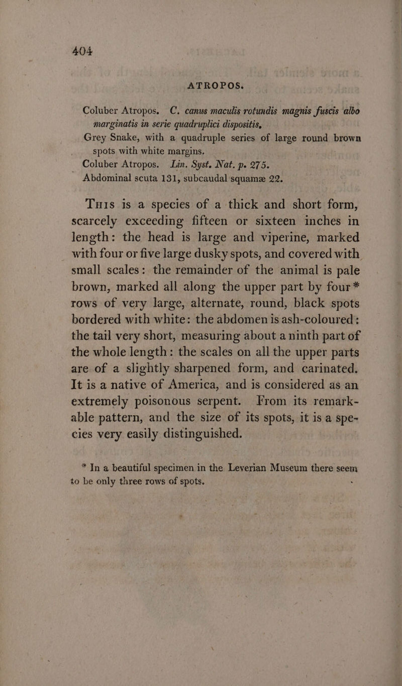 ATROPOS. Coluber Atropos. C. canus maculis rotundis magnis fuscis ‘albo marginatis in serie quadruplici dispositis, Grey Snake, with a quadruple series of large round brown spots with white margins. Coluber Atropos. Lin. Syst. Nat. p. 275. Abdominal scuta 131, subcaudal squame 22. Tuis is a species of a thick and short form, scarcely exceeding fifteen or sixteen inches in length: the head is large and viperine, marked with four or five large dusky spots, and covered with. small scales: the remainder of the animal is pale brown, marked all along the upper part by four* rows of very large, alternate, round, black spots bordered with white: the abdomen is ash-coloured: the tail very short, measuring about a ninth part of the whole length: the scales on all the upper parts are of a slightly sharpened form, and carinated. It is a native of America, and is considered as an extremely poisonous serpent. From its remark- able pattern, and the size of its spots, it is a spe- cies very easily distinguished. * In a beautiful specimen in the Leyerian Museum there seem to be only three rows of spots.