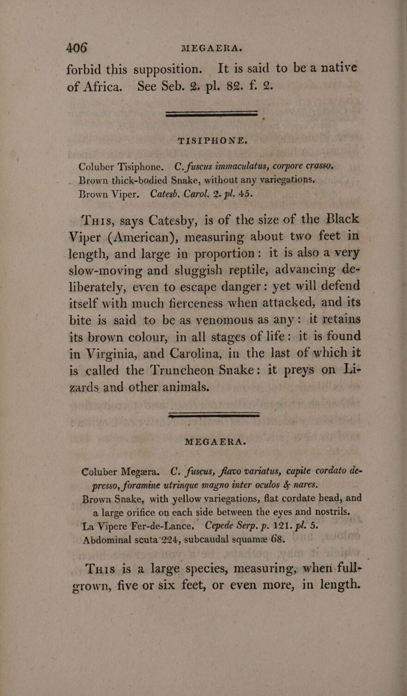 forbid this supposition. It is said to be a native of Africa. See Seb. 2. pl. 82. f. 2. EE EET CED TISIPHONE. Coluber Tisiphone. C. fuscus immaculatus, corpore crasso, Brown thick-bodied Snake, without any variegations. Brown Viper. Catesb, Carol. 2. pl. 45. Tus, says Catesby, is of the size of the Black Viper (American), measuring about two feet in length, and large in proportion: it is also a very slow-moving and sluggish reptile, advancing de- liberately, even to escape danger: yet will defend itself with much fierceness when attacked, and its bite is said to be as venomous as any: it retains its brown colour, in all stages of life: it 1s found in Virginia, and Carolina, in the last of which it is called the Truncheon Snake: it preys on Li- zards and other animals. MEGAERA. Coluber Megera. C. fuseus, flavo variatus, cupite cordato de- presso, foramine utrinque magno inter oculos 5 nares. Brown Snake, with yellow variegations, flat cordate head, and a large orifice on each side between the eyes and nostrils. La Vipere Fer-de-Lance, ~ Cepede Serp. p. 121. pl. 5. Abdominal scuta'224, subcaudal squame 68. Tuis is a large species, measuring, when full- grown, five or six feet, or even more, in length.
