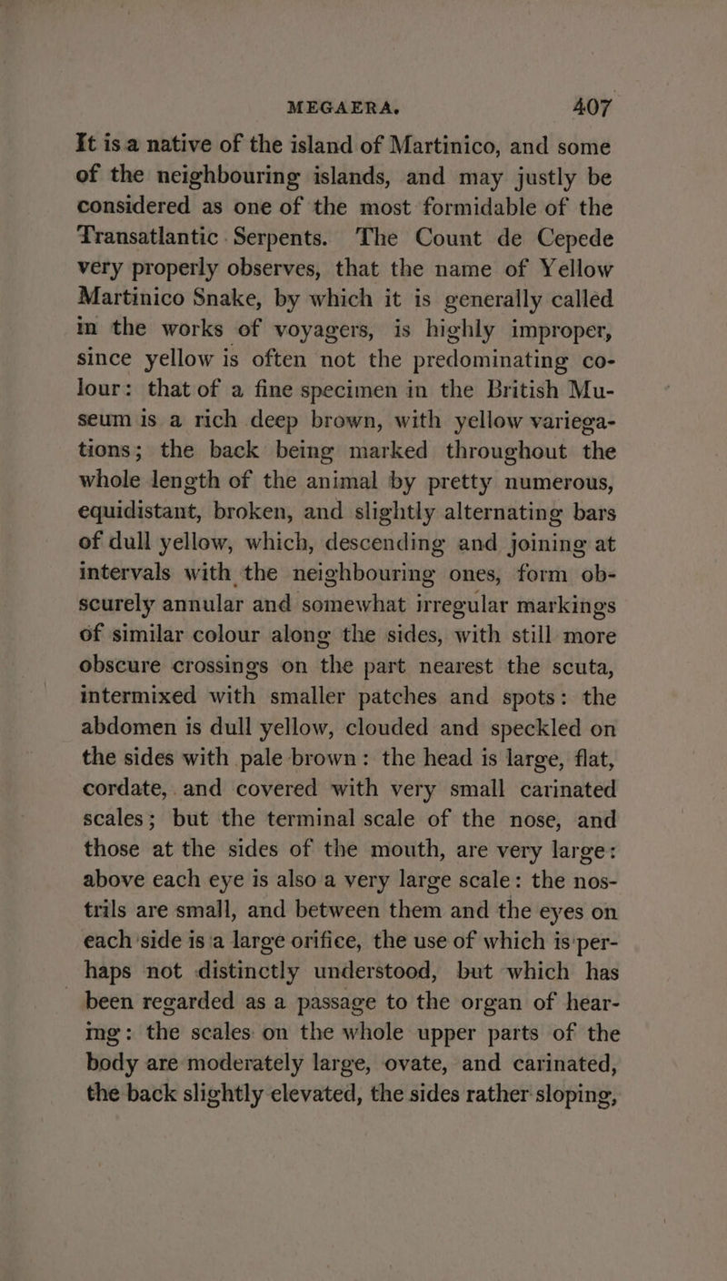 MEGAERA,. LOT It isa native of the island of Martinico, and some of the neighbouring islands, and may justly be considered as one of the most formidable of the Transatlantic Serpents. The Count de Cepede very properly observes, that the name of Yellow Martinico Snake, by which it is generally called in the works of voyagers, is highly improper, since yellow is often not the predominating co- Jour: that of a fine specimen in the British Mu- seum is a rich deep brown, with yellow variega- tions; the back being marked throughout the whole length of the animal by pretty numerous, equidistant, broken, and slightly alternating bars of dull yellow, which, descending and joining at intervals with the neighbouring ones, form ob- scurely annular and somewhat irregular markings of similar colour along the sides, with still more obscure crossings on the part nearest the scuta, intermixed with smaller patches and spots: the abdomen is dull yellow, clouded and speckled on the sides with pale brown: the head is large, flat, cordate, and covered with very small carinated scales; but the terminal scale of the nose, and those at the sides of the mouth, are very large: above each eye is also a very large scale: the nos- trils are small, and between them and the eyes on each 'side is ‘a large orifice, the use of which is’per- haps not distinctly understood, but which has been regarded as a passage to the organ of hear- mg: the scales on the whole upper parts of the body are moderately large, ovate, and carinated, the back slightly elevated, the sides rather sloping,