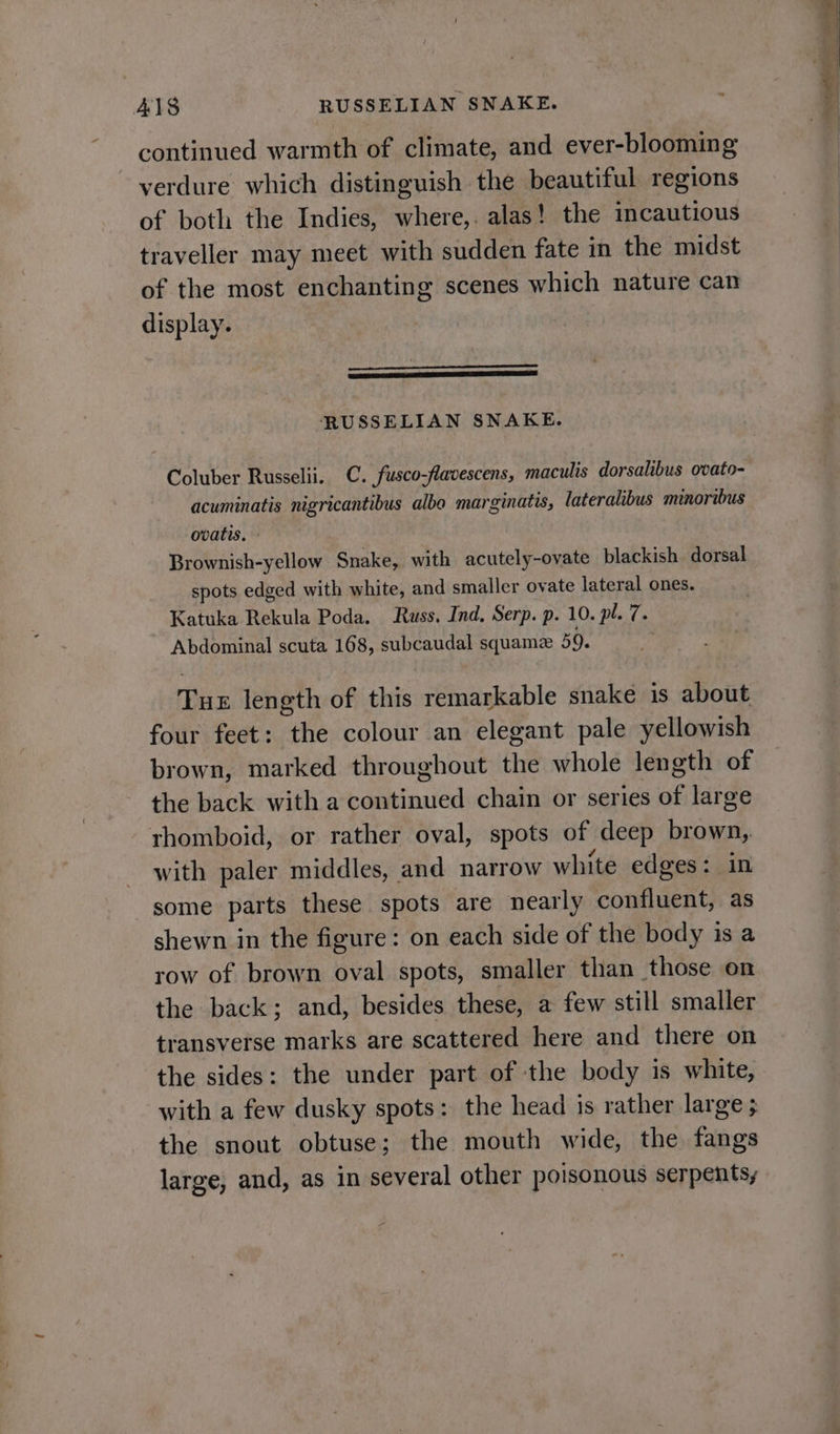 continued warmth of climate, and ever-blooming verdure which distinguish the beautiful regions of both the Indies, where,. alas! the incautious traveller may meet with sudden fate in the midst of the most enchanting scenes which nature can display. ee EERE sR ESAS EAS SET RUSSELIAN SNAKE. Coluber Russelii. C. fusco-flavescens, maculis dorsalibus ovato- acuminatis nigricantibus albo marginatis, lateralibus minoribus ovatis. Brownish-yellow Snake, with acutely-ovate blackish dorsal spots edged with white, and smaller ovate lateral ones. Katuka Rekula Poda. Russ. Ind. Serp. p. 10. pl. 7. Tux length of this remarkable snake is about four feet: the colour an elegant pale yellowish brown, marked throughout the whole length of the back with a continued chain or series of large thomboid, or rather oval, spots of deep brown, with paler middles, and narrow white edges: in some parts these spots are nearly confluent, as shewn in the figure: on each side of the body is a row of brown oval spots, smaller than those on the back; and, besides these, a few still smaller transverse marks are scattered here and there on the sides: the under part of the body is white, with a few dusky spots: the head is rather large ; the snout obtuse; the mouth wide, the fangs large, and, as in several other poisonous serpents, eae