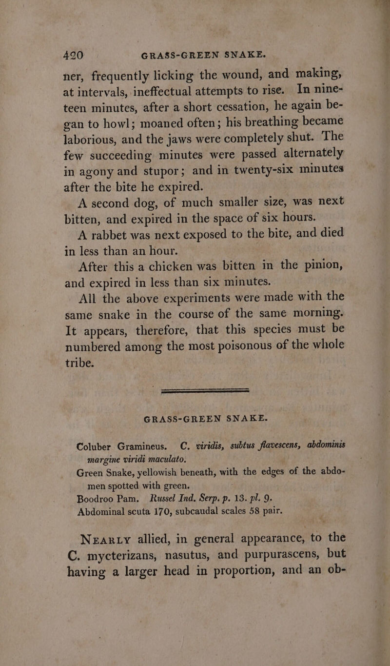 490 GRASS-GREEN SNAKE. ner, frequently licking the wound, and making, at intervals, ineffectual attempts to rise. In nine- teen minutes, after a short cessation, he again be- gan to howl; moaned often; his breathing became laborious, and the jaws were completely shut. The few succeeding minutes were passed alternately in agony and stupor; and in twenty-six minutes after the bite he expired. A second dog, of much smaller size, was next bitten, and expired in the space of six hours. A rabbet was next exposed to the bite, and died in less than an hour. After this a chicken was bitten in the pinion, and expired in less than six minutes. All the above experiments were made with the same snake in the course of the same morning. It appears, therefore, that this species must be numbered among the most poisonous of the whole tribe. aT GRASS-GREEN SNAKE. Coluber Gramineus. C. viridis, subtus flavescens, abdominis margine viridt maculato. Green Snake, yellowish beneath, with the edges of the abdo- men spotted with green. Boodroo Pam. Russel Ind. Serp. p. 13. pl. 9. Abdominal scuta 170, subcaudal scales 58 pair. NEARLY allied, in general appearance, to the C. mycterizans, nasutus, and purpurascens, but having a larger head in proportion, and an ob-