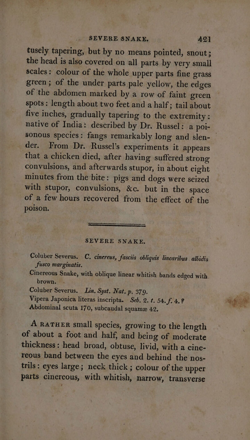 SEVERE SNAKE. 49] tusely tapering, but by no means pointed, snout; the head is also covered on all parts by very small scales: colour of the whole upper parts fine grass green ; of the under parts pale yellow, the edges of the abdomen marked by a row of faint green spots: length about two feet and a half; tail about five inches, gradually tapering to the extremity : native of India: described by Dr. Russel: a poi- der. From Dr. Russel’s experiments it appears that a chicken died, after having suffered strong convulsions, and afterwards stupor, in about eight minutes from the bite: pigs and dogs were seized with stupor, convulsions, &amp;c. but in the space of a few hours recovered from the effect of the poison. SS SEVERE SNAKE. Coluber Severus. C. cinereus, fasciis obliquis linearibus albidis Susco marginatis. brown. Coluber Severus. Lin, Syst. Nat. p. 379. Vipera Japonica literas inscripta. Seb. 2. ¢. 54. Si 4. ? Abdominal scuta 170, subcaudal squamex 42. A RATHER small species, growing to the length of about a foot and half, and being of moderate thickness: head broad, obtuse, livid, with a cine- reous band between the eyes and behind the nos- trils: eyes large; neck thick; colour of the upper parts cinereous, with whitish, narrow, transverse cs LF iva baer