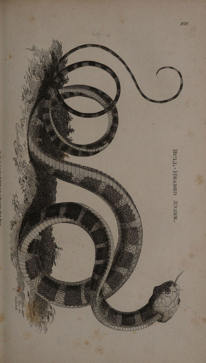 « LO09 IBULL - HEADED SNAKE. ——— SSS ith we \ Yh SO ~~ Peath Sculp