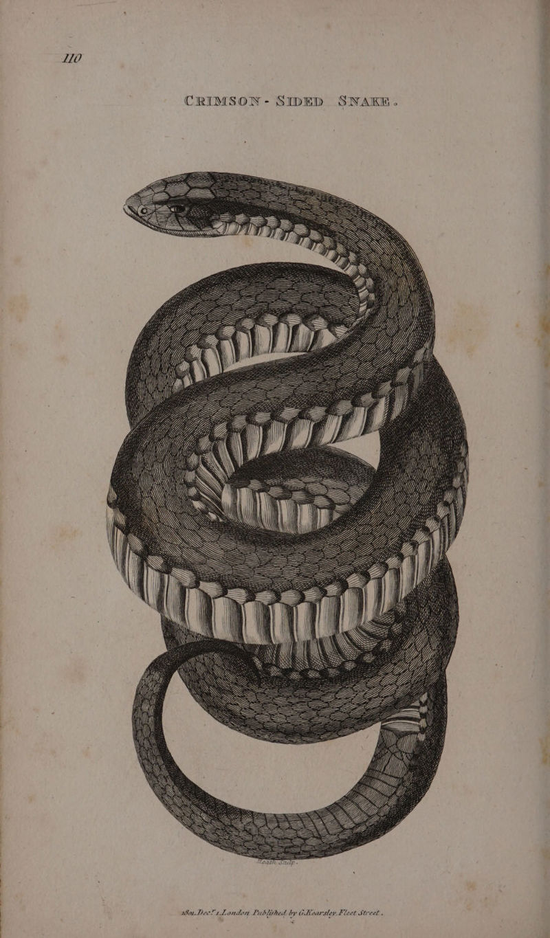 LTO CRIMSON- SIDED SNAKE. 5°