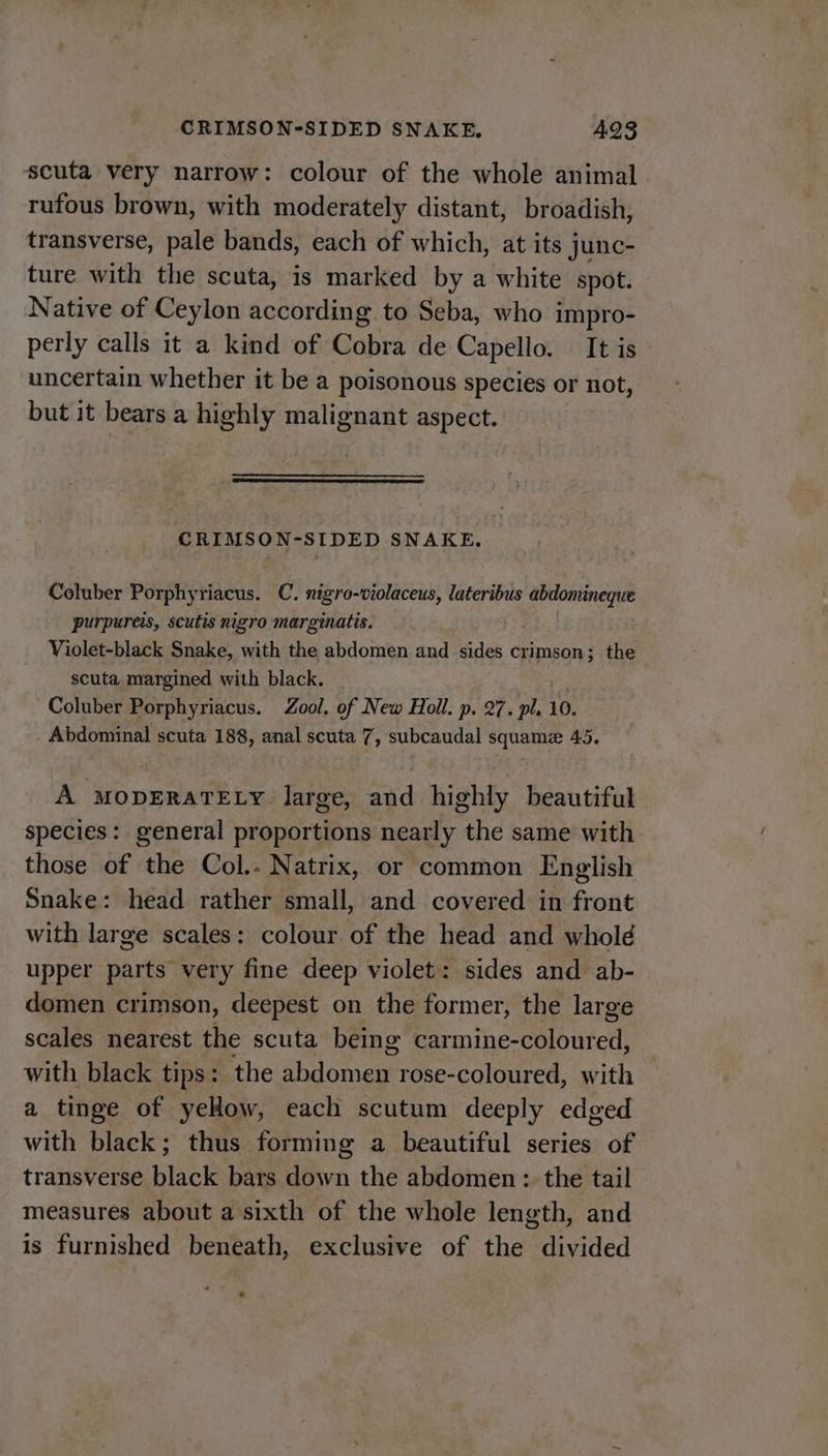 scuta very narrow: colour of the whole animal rufous brown, with moderately distant, broadish, transverse, pale bands, each of which, at its junc- ture with the scuta, is marked by a white spot. Native of Ceylon according to Seba, who impro- perly calls it a kind of Cobra de Capello. It is uncertain whether it be a poisonous species or not, but it bears a highly malignant aspect. CRIMSON-SIDED SNAKE, Coluber Porphyriacus. C. nigro-violaceus, lateribus abdominegue purpureis, scutis nigro marginatis. Violet-black Snake, with the abdomen and sides crimson; the scuta margined with black. Coluber Porphyriacus. Zool. of New Holl. p. 27. pl. 10. _ Abdominal scuta 188, anal scuta 7, subcaudal squamz 45. A MODERATELY large, and highly beautiful species: general proportions nearly the same with those of the Col.- Natrix, or common English Snake: head rather small, and covered in front with large scales: colour of the head and whold upper parts very fine deep violet: sides and ab- domen crimson, deepest on the former, the large scales nearest the scuta being carmine- SSalbated: with black tips: the shpornc ae rose-coloured, with a tinge of yeHow, each scutum deeply edged with black; thus forming a beautiful series of transverse black bars down the abdomen : the tail measures about a sixth of the whole length, and is furnished beneath, exclusive of the divided