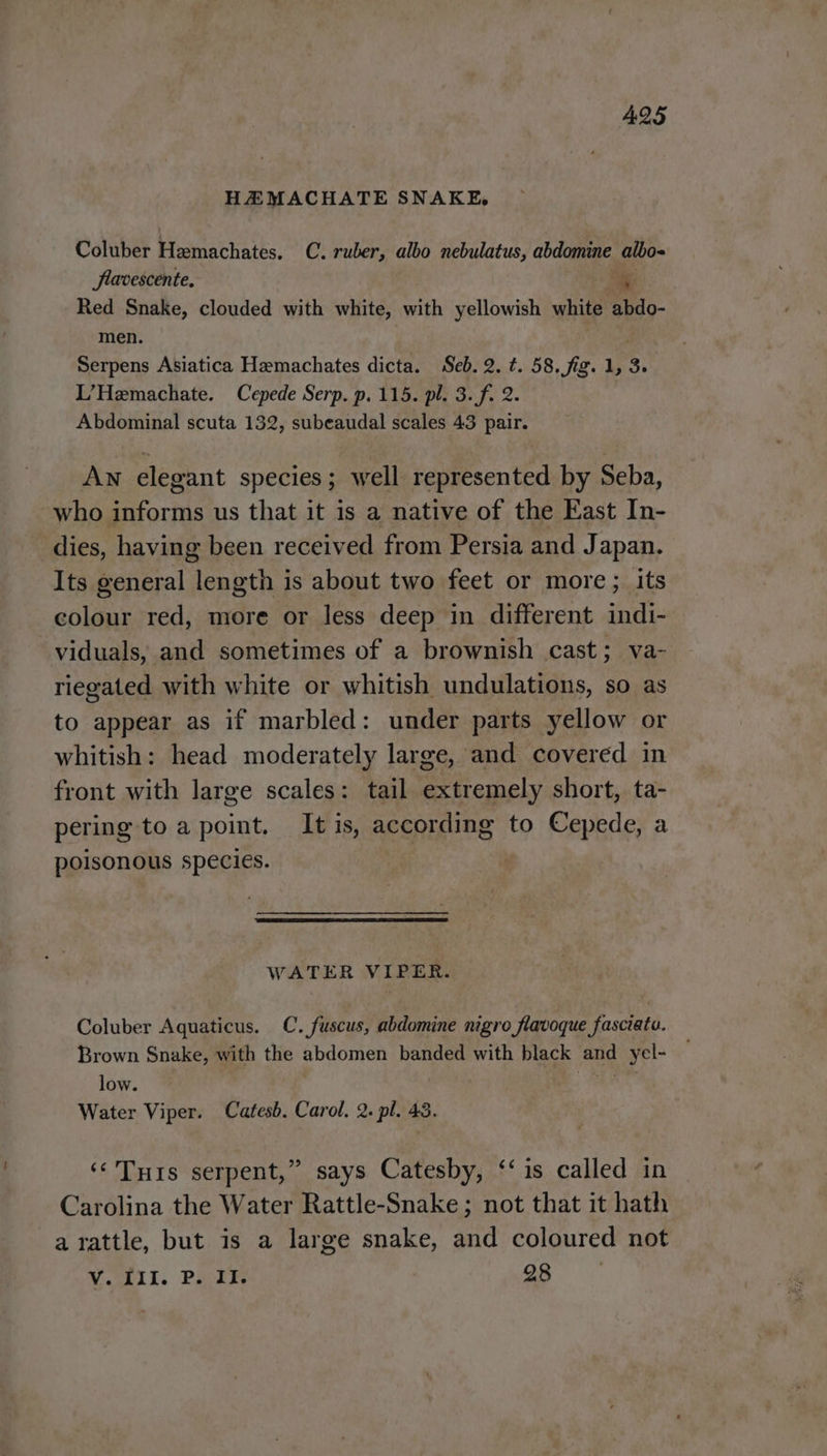 AQ5 HEMACHATE SNAKE, Coluber Hemachates. C. ruber, albo nebulatus, abdomine albo~ fravescente, ‘ Red Snake, clouded with white, with yellowish white itao- men. Serpens Asiatica Hemachates dicta. Seb. 2. t. 58. fig. 1, 3. L’Hemachate. Cepede Serp. p. 115. pl. 3. f. 2. Abdominal scuta 132, subeaudal scales 43 pair. Aw elegant species; well represented by Seba, who informs us that it is a native of the East In- dies, having been received from Persia and Japan. Its general aoa is about two feet or more; its colour red, more or less deep in different indi- viduals, and sometimes of a brownish cast; va- riegated with white or whitish undulations, so as to appear as if marbled: under parts yellow or whitish: head moderately large, and covered in front with large scales: tail extremely short, ta- pering to a point. It is, according to Cepede, a poisonous species. | WATER VIPER. Coluber Aquaticus. C. fuscus, abdomine ngro flavoque fasciate. Brown Snake, with the abdomen banded with black and yel- low. i Water Viper. Catesb. Carol. 2. pl. 43. ‘‘Turs serpent,” says Catesby, ‘‘ is called in Carolina the Water Rattle-Snake ; not that it hath a rattle, but is a large snake, and coloured not Weakll. Pale 28