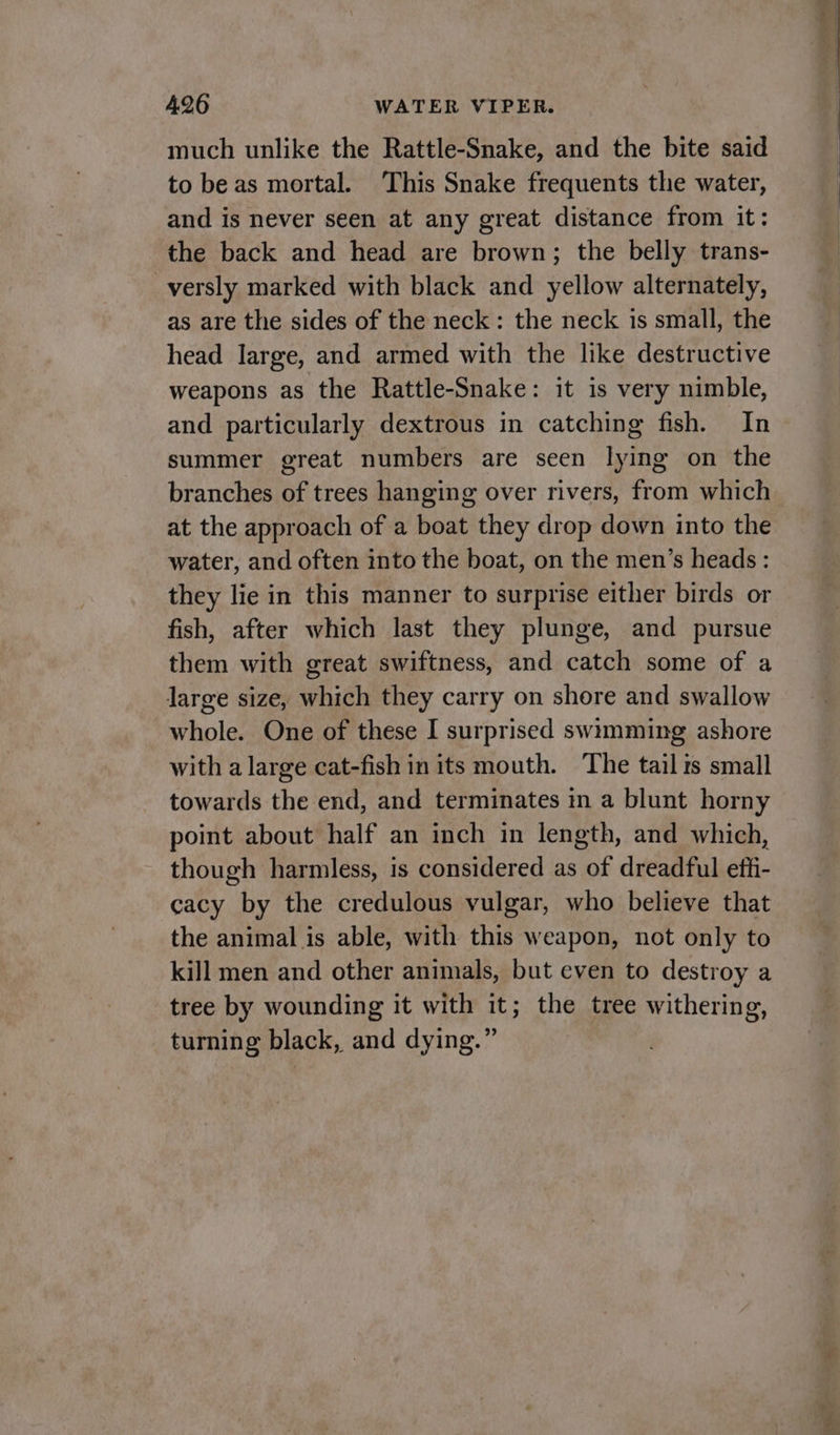 much unlike the Rattle-Snake, and the bite said to beas mortal. This Snake frequents the water, and is never seen at any great distance from it: the back and head are brown; the belly trans- _versly marked with black and yellow alternately, as are the sides of the neck: the neck is small, the head large, and armed with the like destructive weapons as the Rattle-Snake: it is very nimble, and particularly dextrous in catching fish. In summer great numbers are seen lying on the branches of trees hanging over rivers, from which at the approach of a boat they drop down into the water, and often into the boat, on the men’s heads: they lie in this manner to surprise either birds or fish, after which last they plunge, and pursue them with great swiftness, and catch some of a large size, which they carry on shore and swallow whole. One of these I surprised swimming ashore with a large cat-fish in its mouth. The tail is small towards the end, and terminates in a blunt horny point about half an inch in length, and which, though harmless, is considered as of dreadful efti- cacy by the credulous vulgar, who believe that the animal is able, with this weapon, not only to kill men and other animals, but even to destroy a tree by wounding it with it; the tree withering, turning black, and dying.”