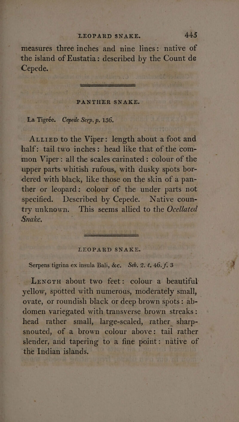 measures three inches and nine lines: native of the island of Eustatia: described by the Count de Cepede. PANTHER SNAKE. La Tigrée. Cepede Serp. p. 136. ALLIED to the Viper: length about a foot and half: tail two inches: head like that of the com- mon Viper: all the scales carinated: colour of the upper parts whitish rufous, with dusky spots bor- dered with black, like those on the skin of a pan- ther or leopard: colour of the under parts not specified. Described by Cepede. Native coun- try unknown. This seems allied to the Ocellated Snake. LEOPARD SNAKE. Serpens tigrina ex insula Bali, &amp;c. Seb. 2. t. 46. f. 3 LenctH about two feet: colour a beautiful yellow, spotted with numerous, moderately small, ovate, or roundish black or deep brown spots: ab- domen variegated with transverse brown streaks: head rather small, large-scaled, rather sharp- snouted, of a brown colour above: tail rather slender, and tapering to a fine point: native of the Indian islands. |