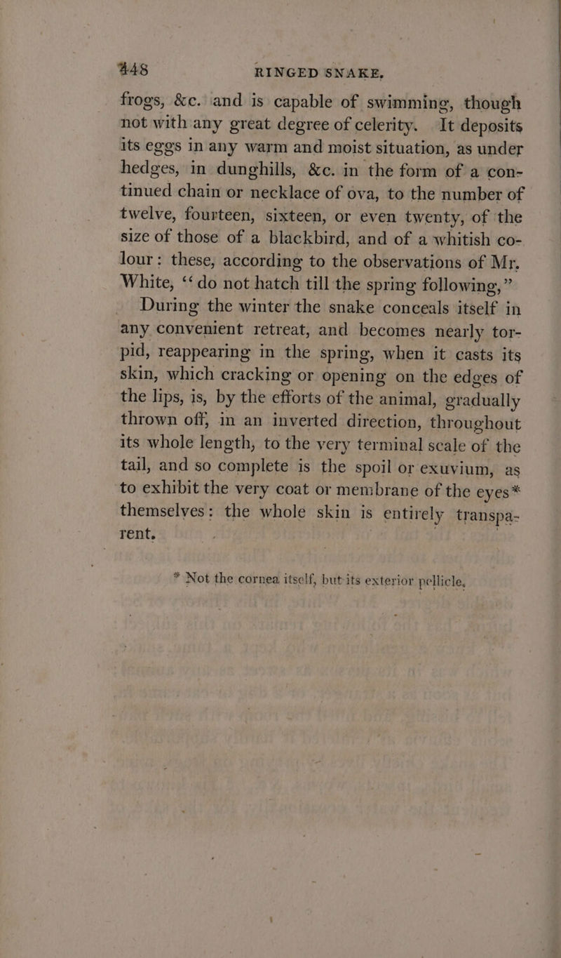 frogs, &amp;c. and is capable of swimming, though not with any great degree of celerity. It deposits its eggs in any warm and moist situation, as under hedges, in dunghills, &amp;c. in the form of a con- tinued chain or necklace of ova, to the number of twelve, fourteen, sixteen, or even twenty, of the size of those of a blackbird, and of a whitish co- lour: these, according to the observations of Mr. White, ‘‘do not hatch till the spring following,” _ During the winter the snake conceals itself in any convenient retreat, and becomes nearly tor- pid, reappearing in the spring, when it casts its skin, which cracking or opening on the edges of the lips, is, by the efforts of the animal, gradually thrown off, in an inverted direction, throughout its whole length, to the very terminal scale of the tail, and so complete is the spoil or exuvium, as to exhibit the very coat or membrane of the eyes * themselves: the whole skin is entirely transpa- rent. * Not the cornea itself, but its exterior pellicle, &gt;| ) PCHIC1e.